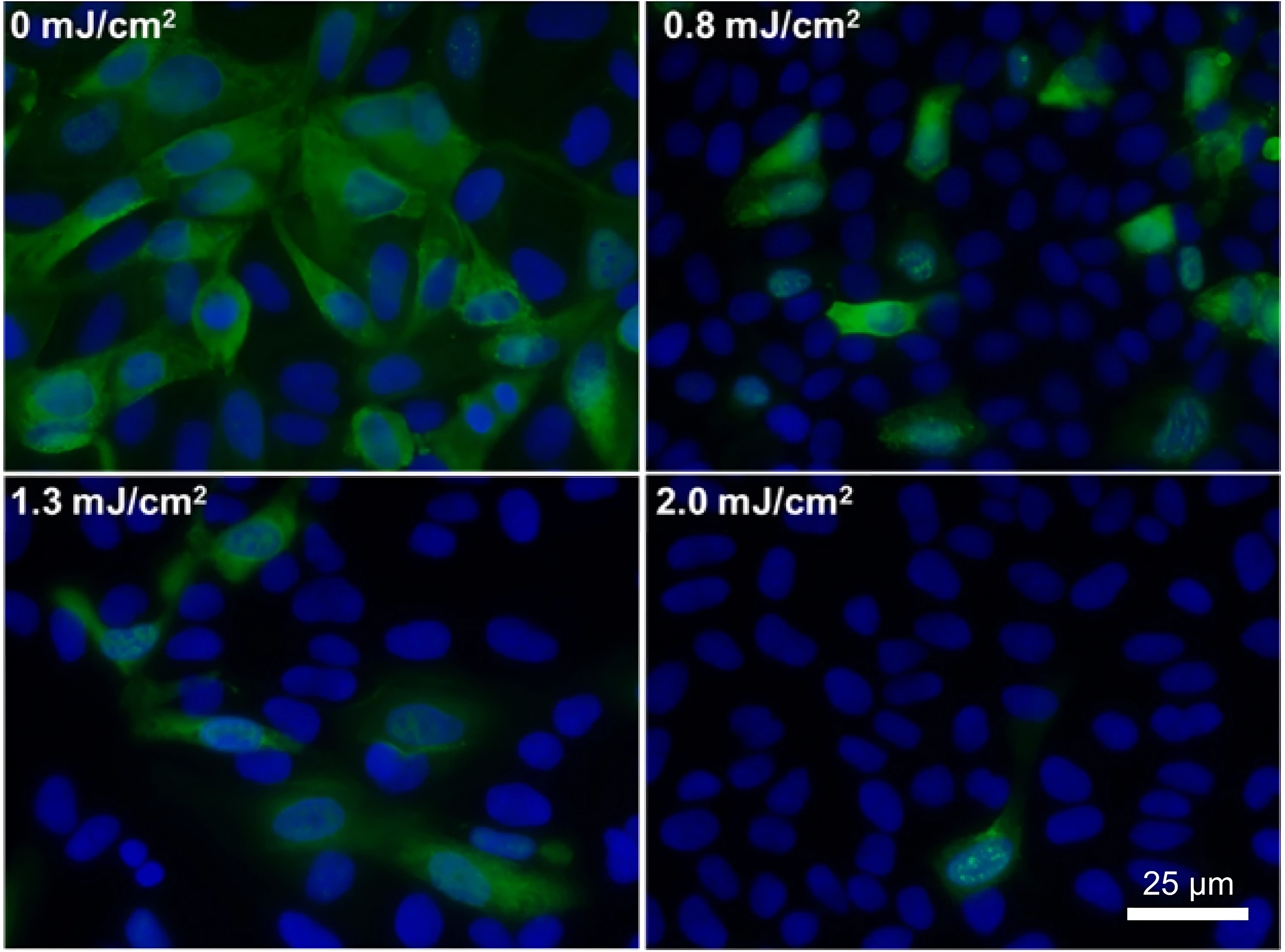 MDCK epithelial cells infected with influenza A, blasted with various doses of 222-nm far-UVC light. Infected cells fluoresce green.