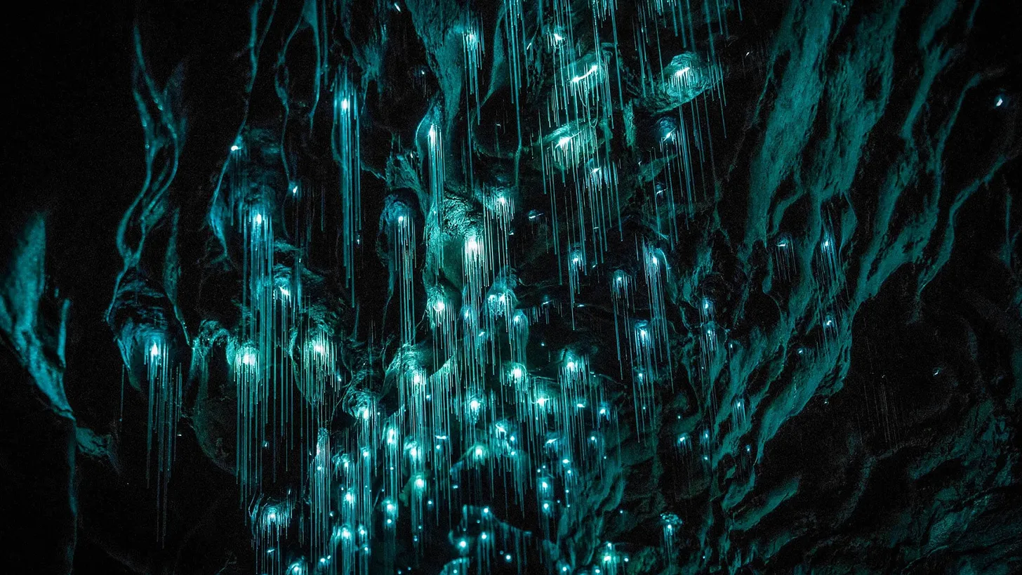 Glowworm caves in New Zealand.