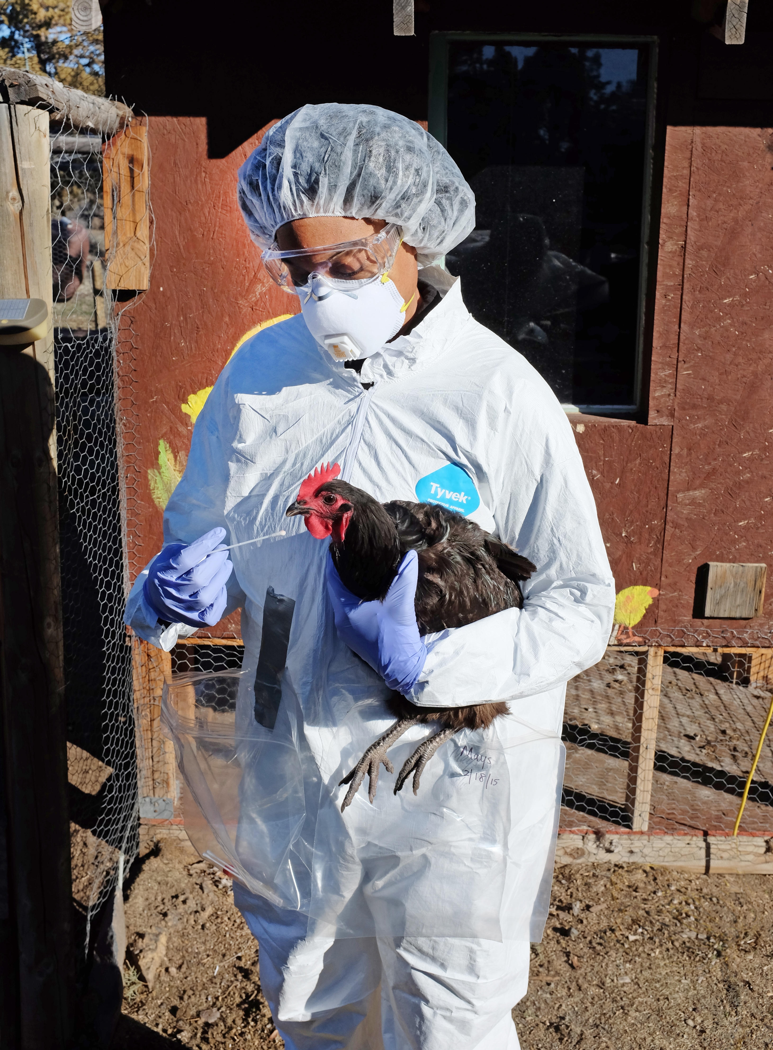 A veterinarian takes a sample of chicken saliva to test for bird flu in Oregon.