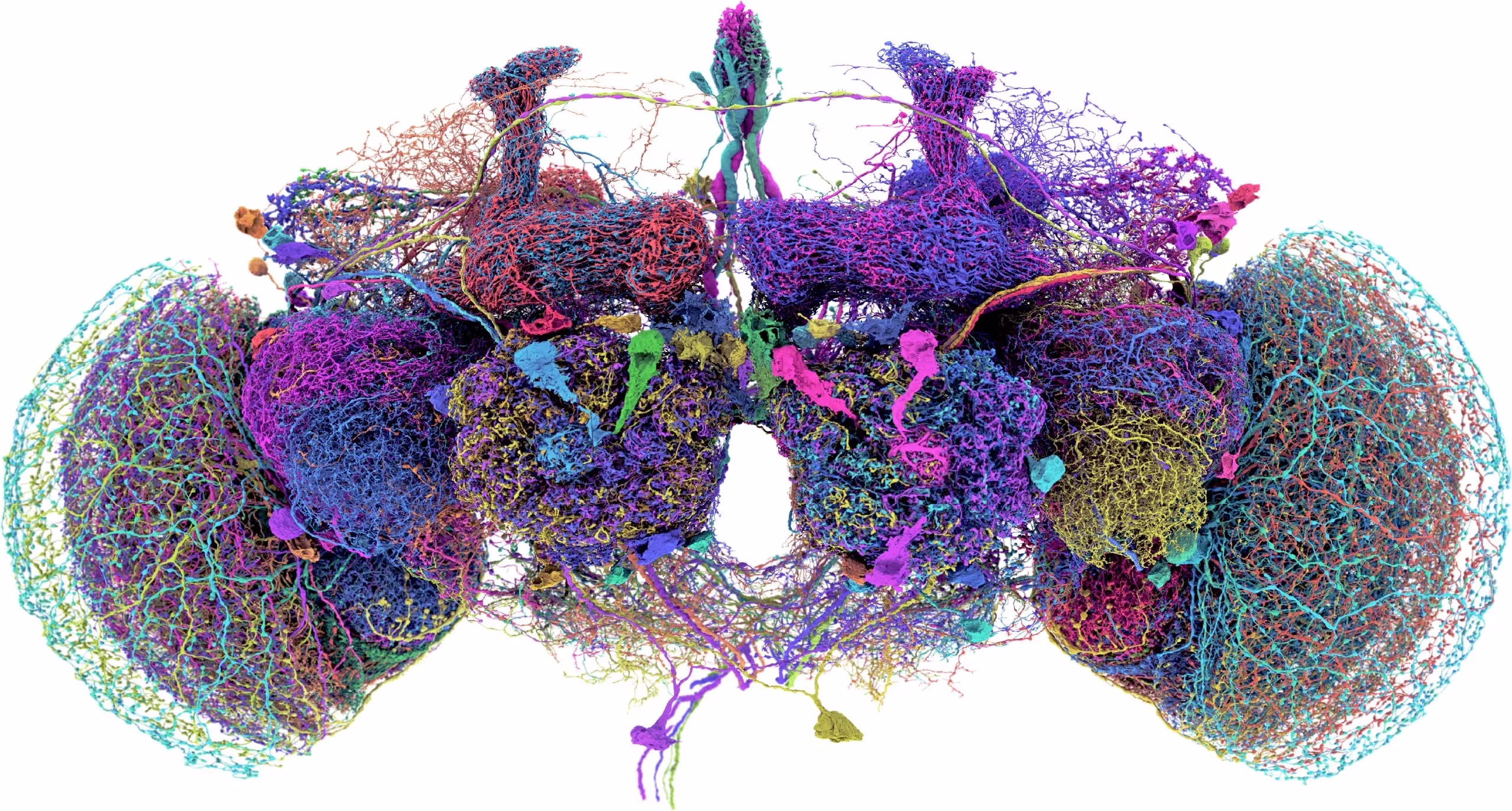 A complete neuronal wiring diagram of a fruit fly brain.