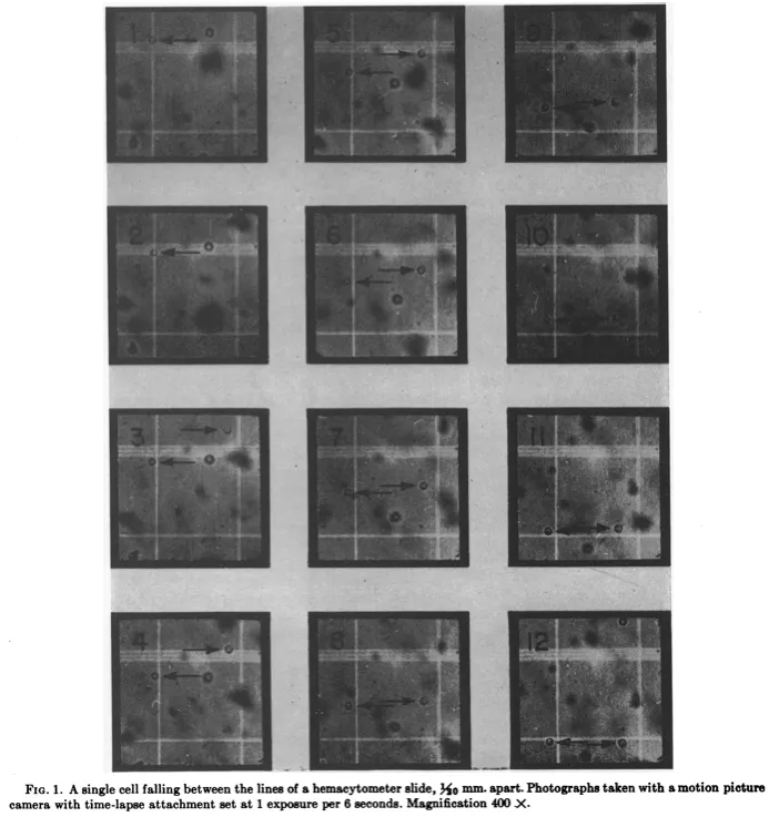 A microscope photograph of falling yeast cells, with arrows denoting individual cells.