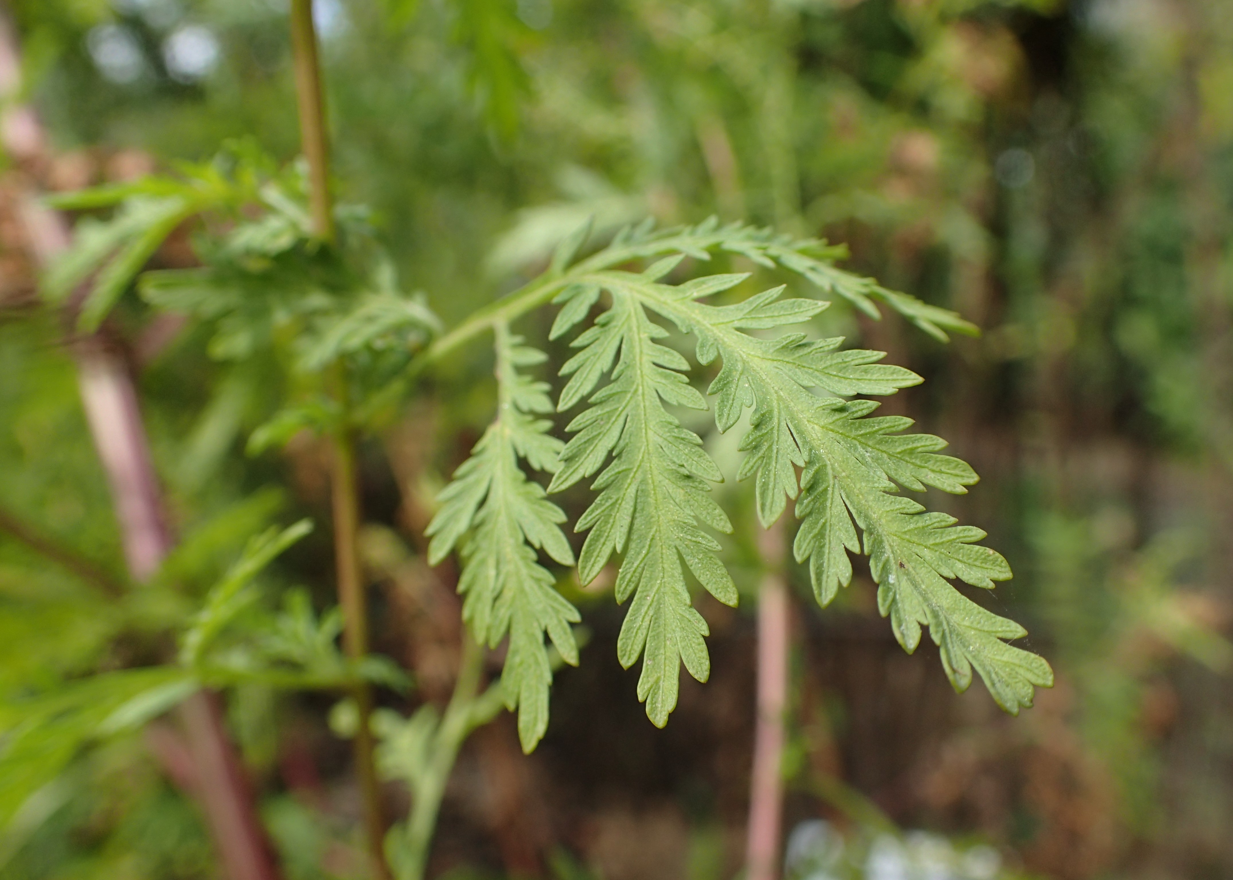 Artemisia annua growing in the UMCS Botanical Garden in Lublin, Poland.