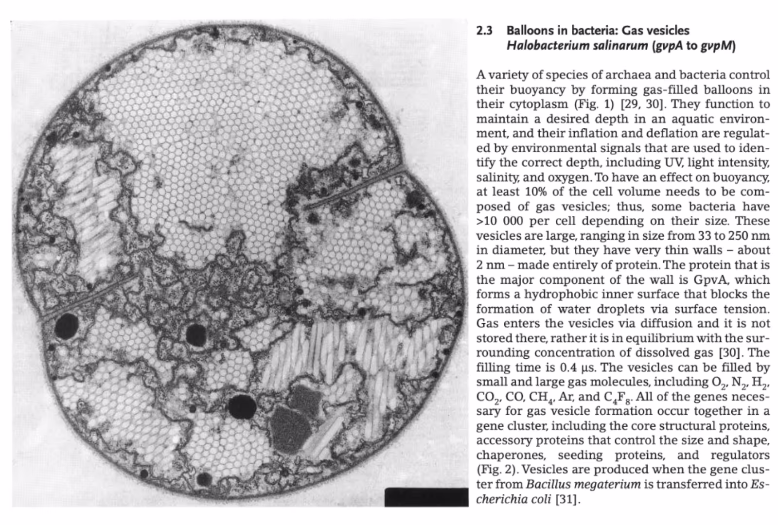 A micrograph of a cyanobacterium with cylindrical gas vesicles, and a passage of text from a 2010 review.