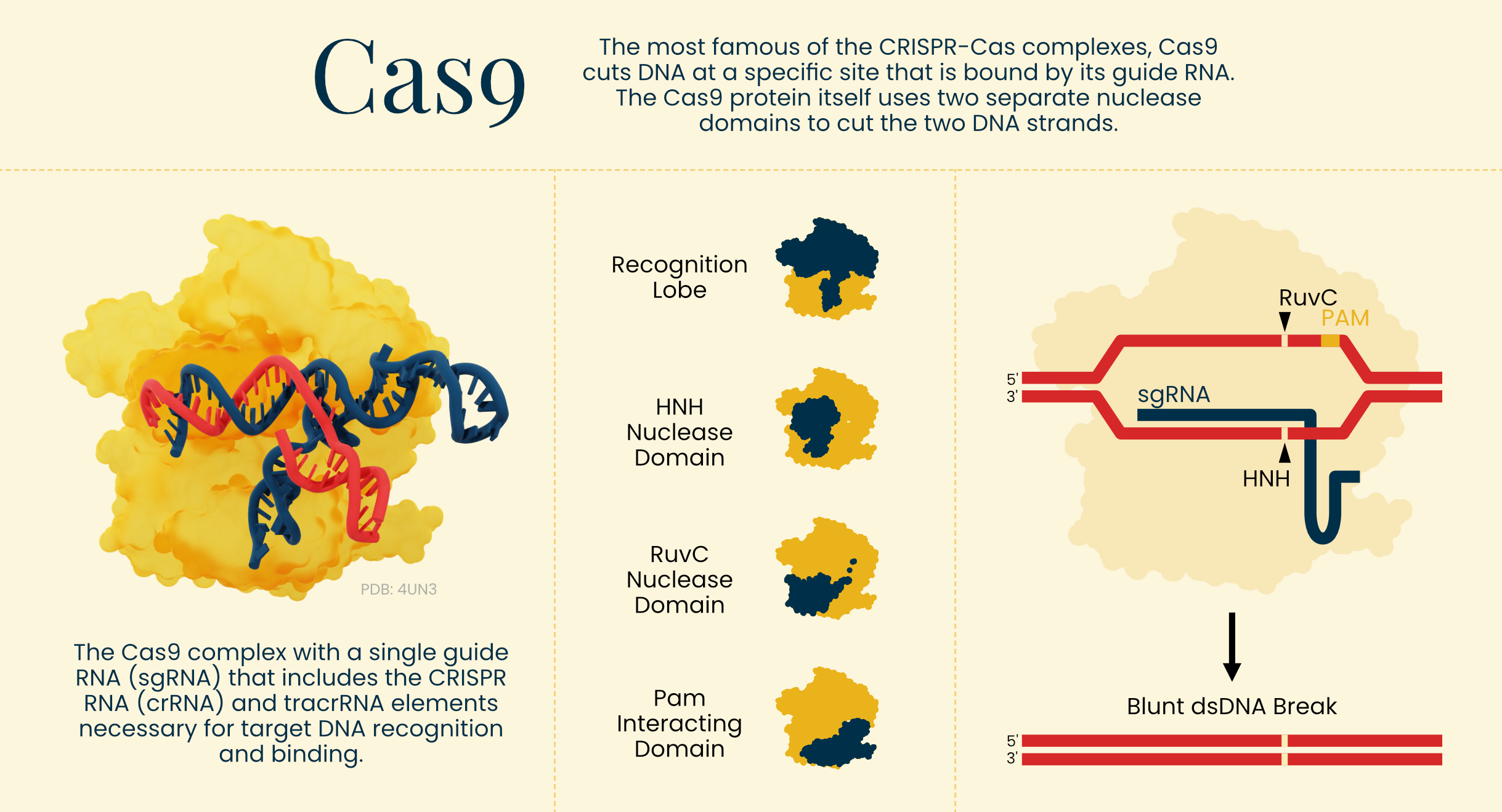The CRISPR-Cas9 genome editing system.