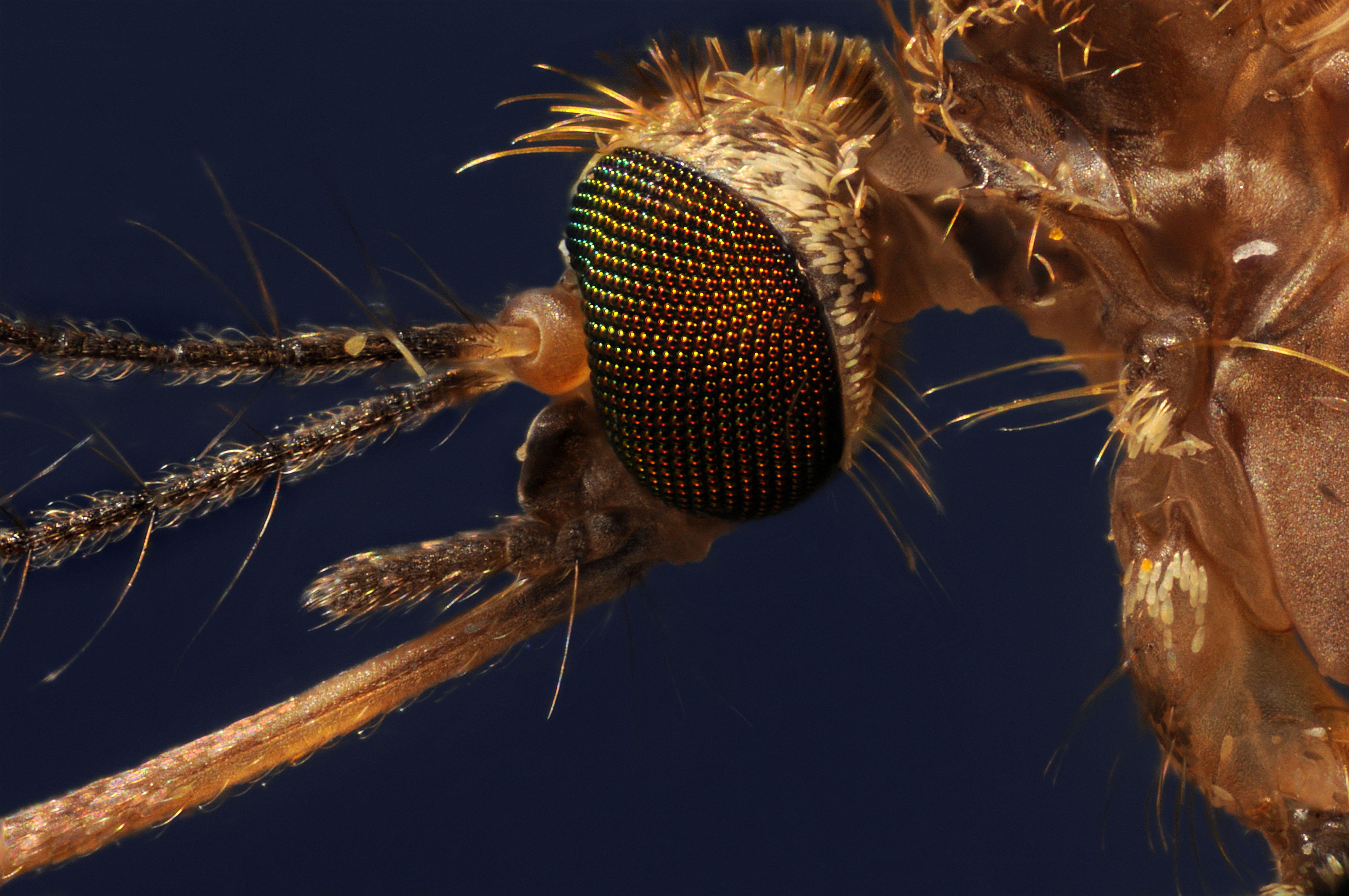 Close-up of Culex pipiens.