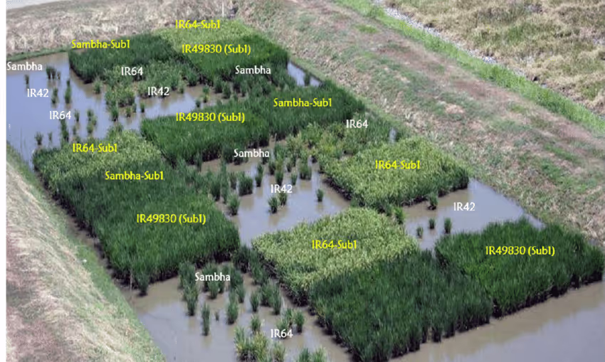 Rice varieties grown next to plots of rice encoding Sub1 after controlled submergence.