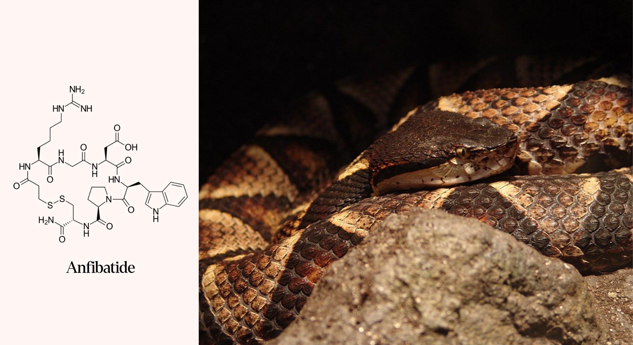 A sharp-nosed viper, which makes anfibatide, a promising anti-coagulant.