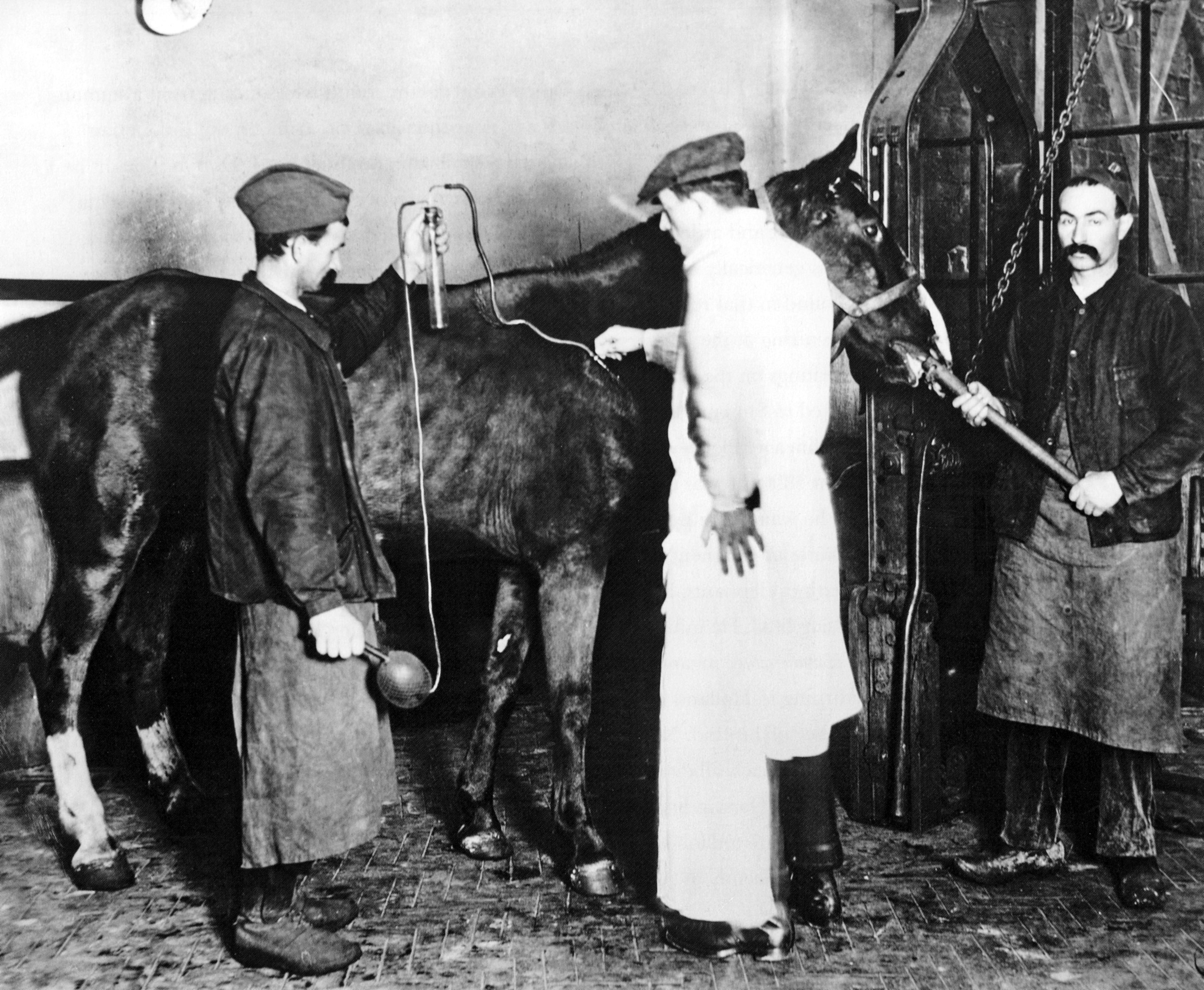 A horse is inoculated at the Pasteur Institute to produce an anti-diphtheria serum (1892).