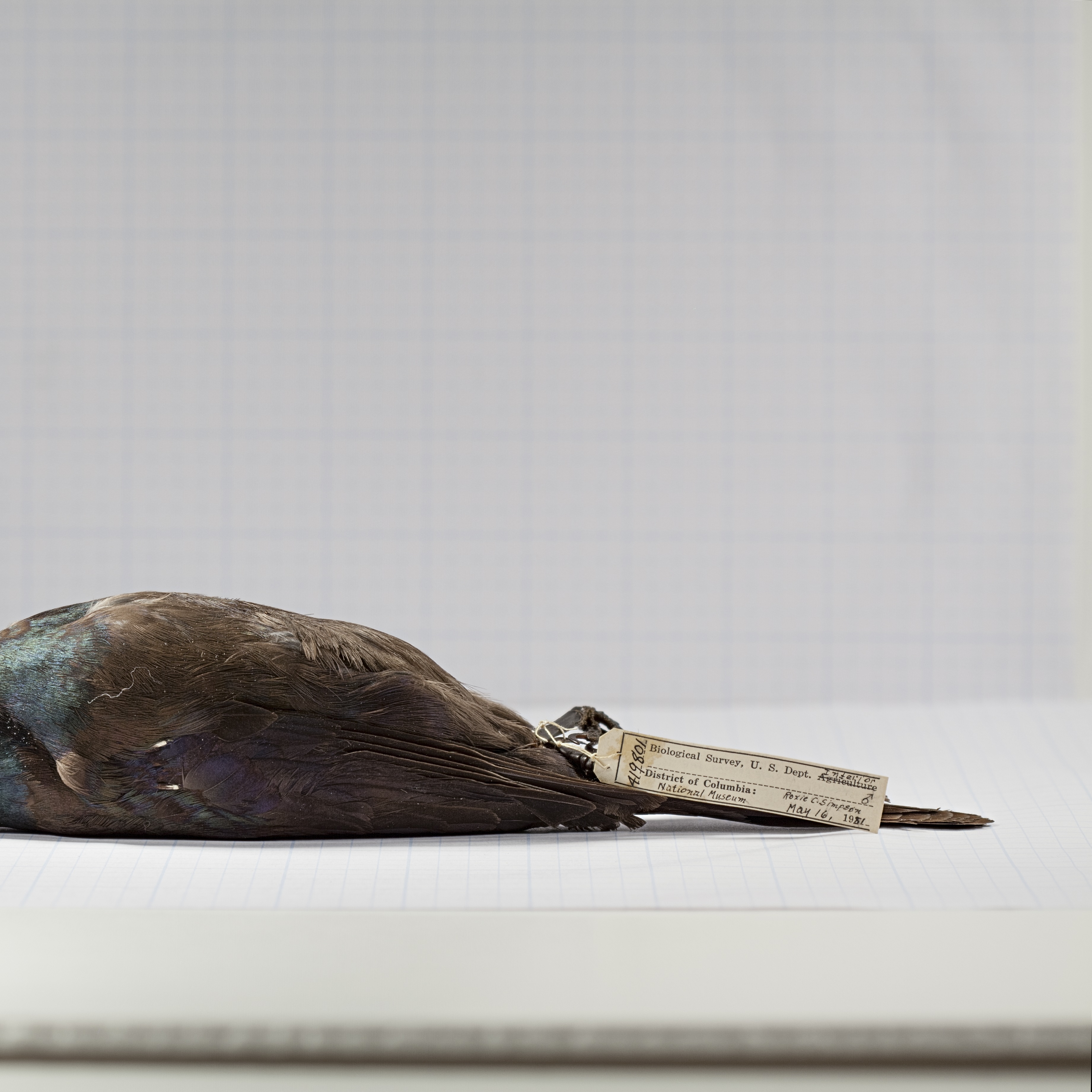 A Common Grackle killed in a window strike.