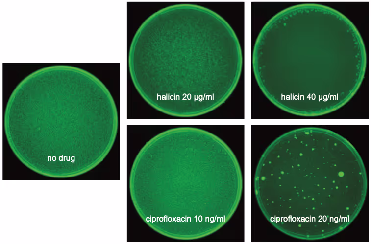 E. coli plated onto media containing halicin or ciprofloxacin antibiotics, after 7 days of incubation.