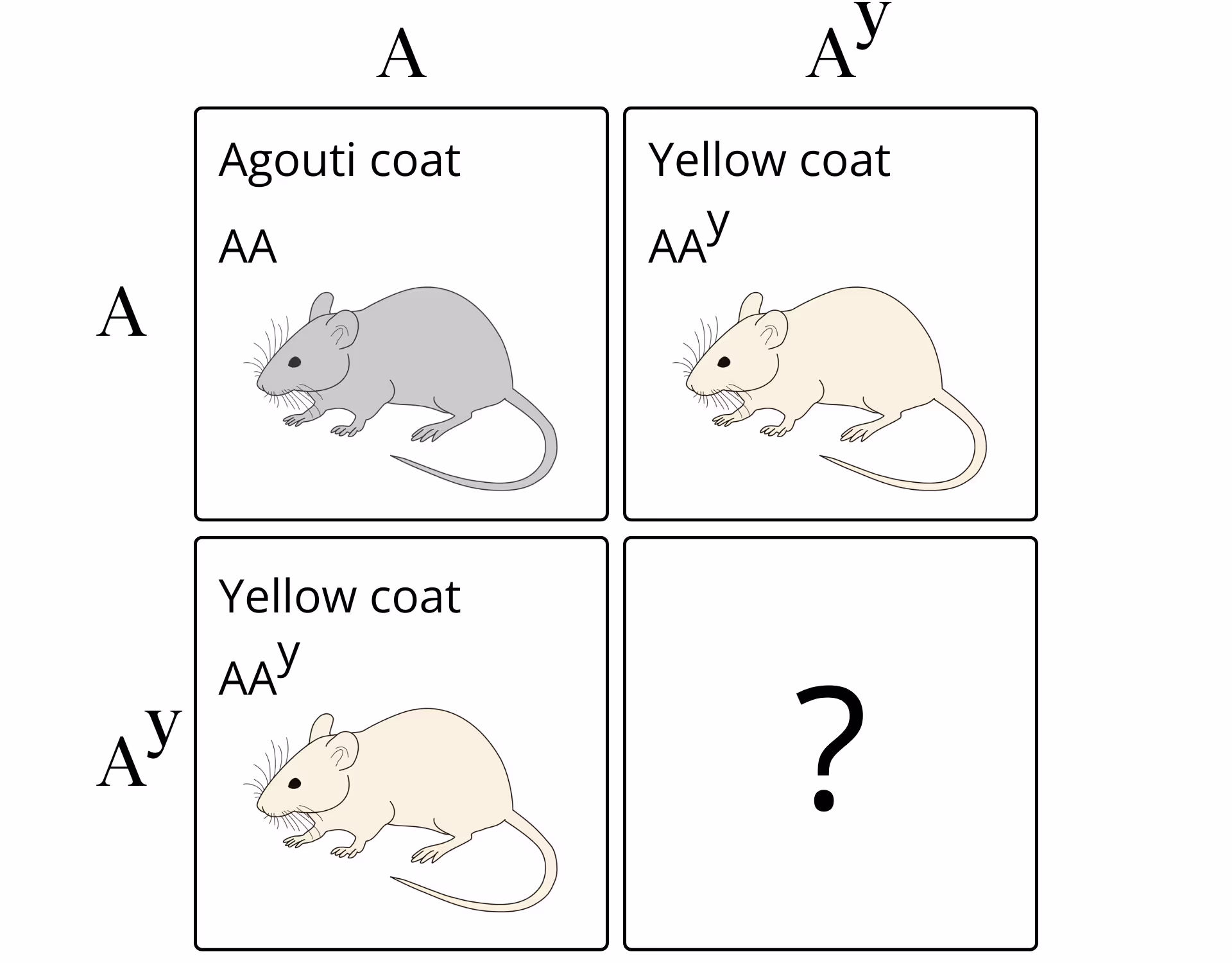 A Punnett square analysis of Cuénot's mouse crosses.