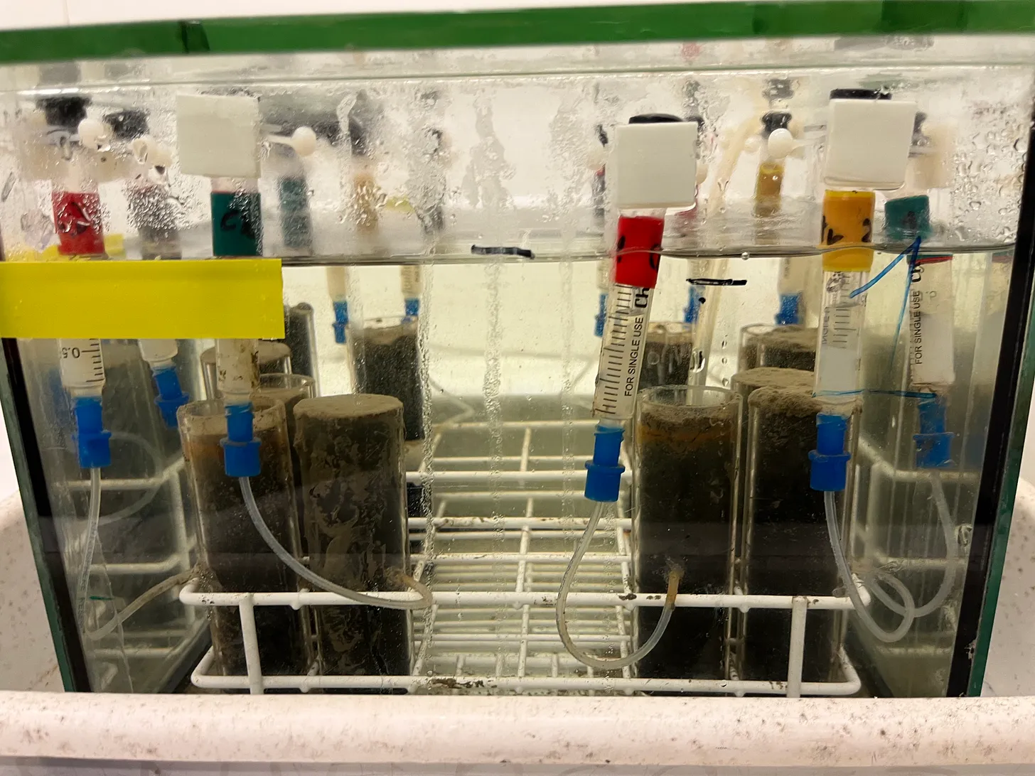 Cable bacteria are grown in autoclaved sediment inside of bubbling water tanks.