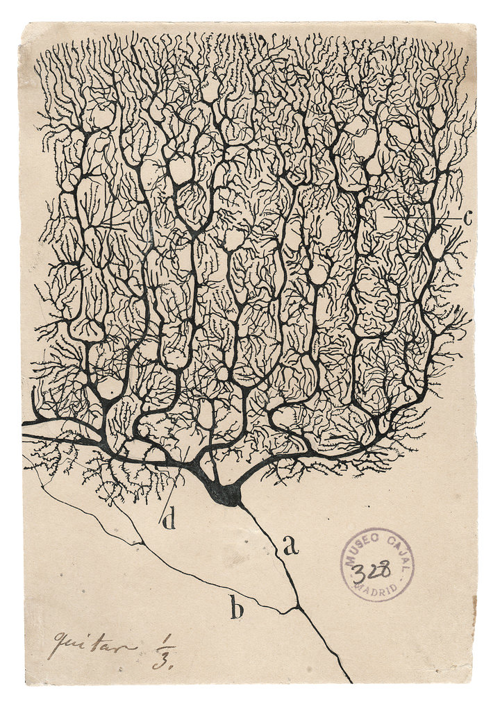 One of Cajal’s drawings, depicting a human Purkinje neuron.