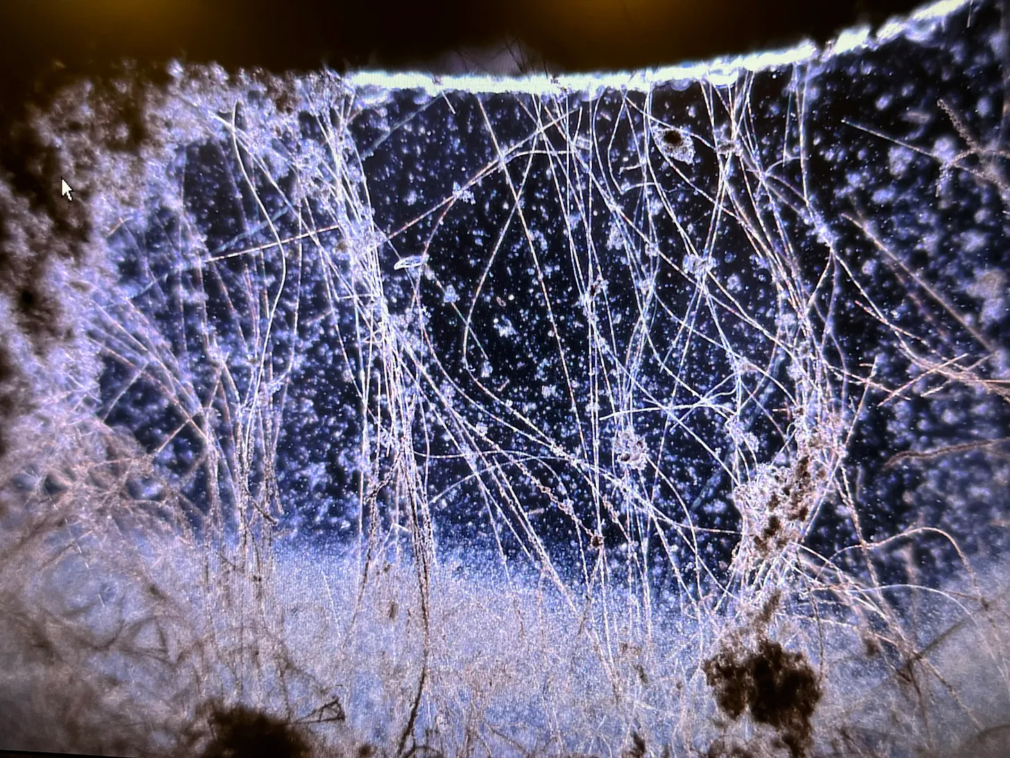 Cable bacteria viewed beneath the microscope, showing hair-like filaments made from thousands of interlocking cells.