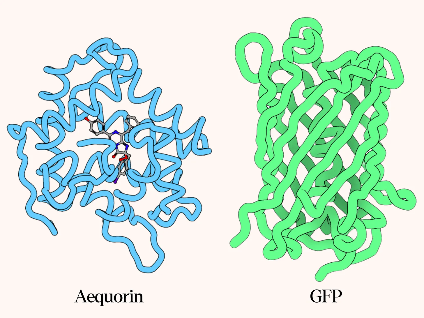 Molecular structure of aequorin and green fluorescent protein.