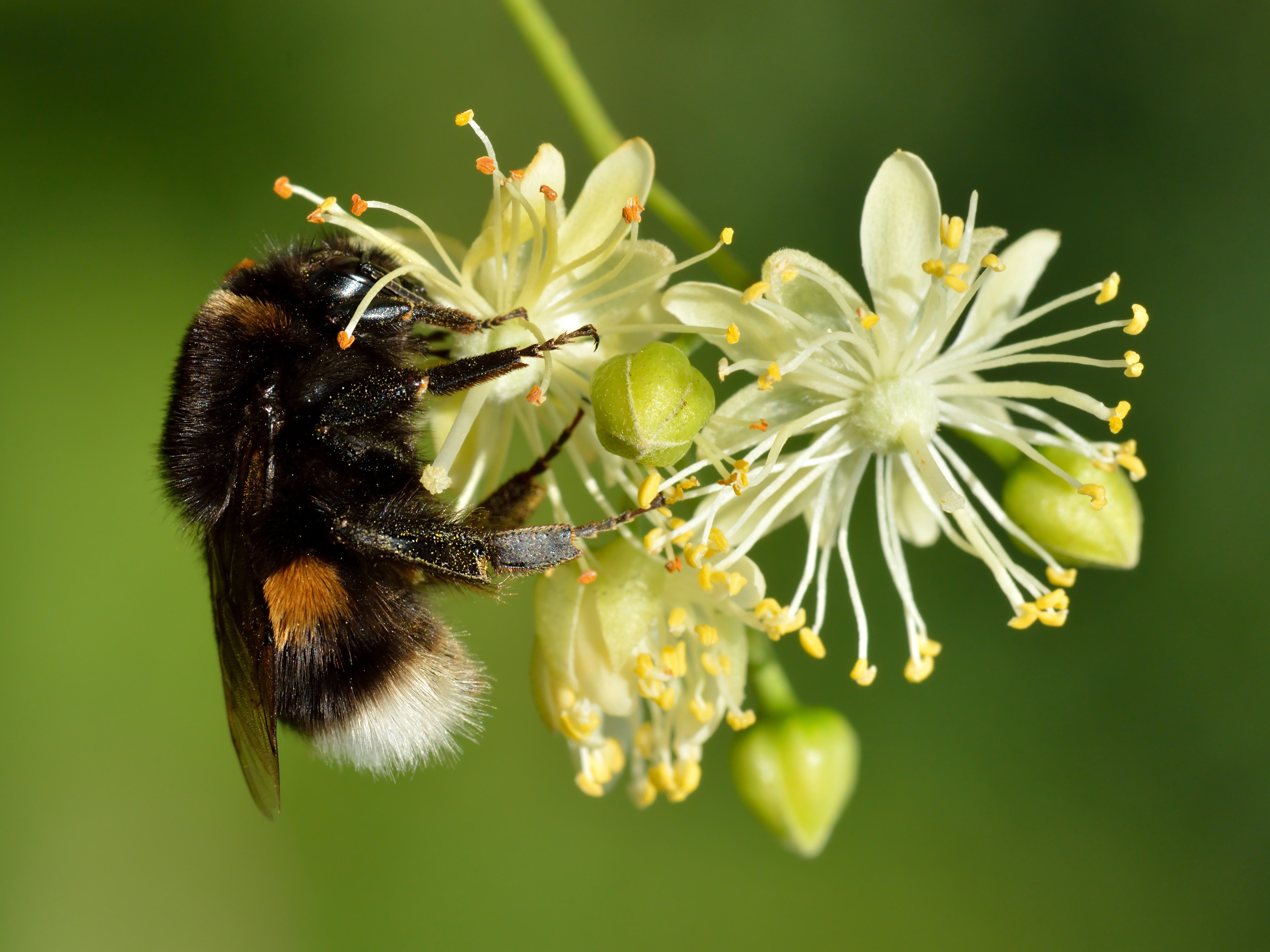 A queen Bombus terrestris, one of the most populous bumble bee species in Europe.