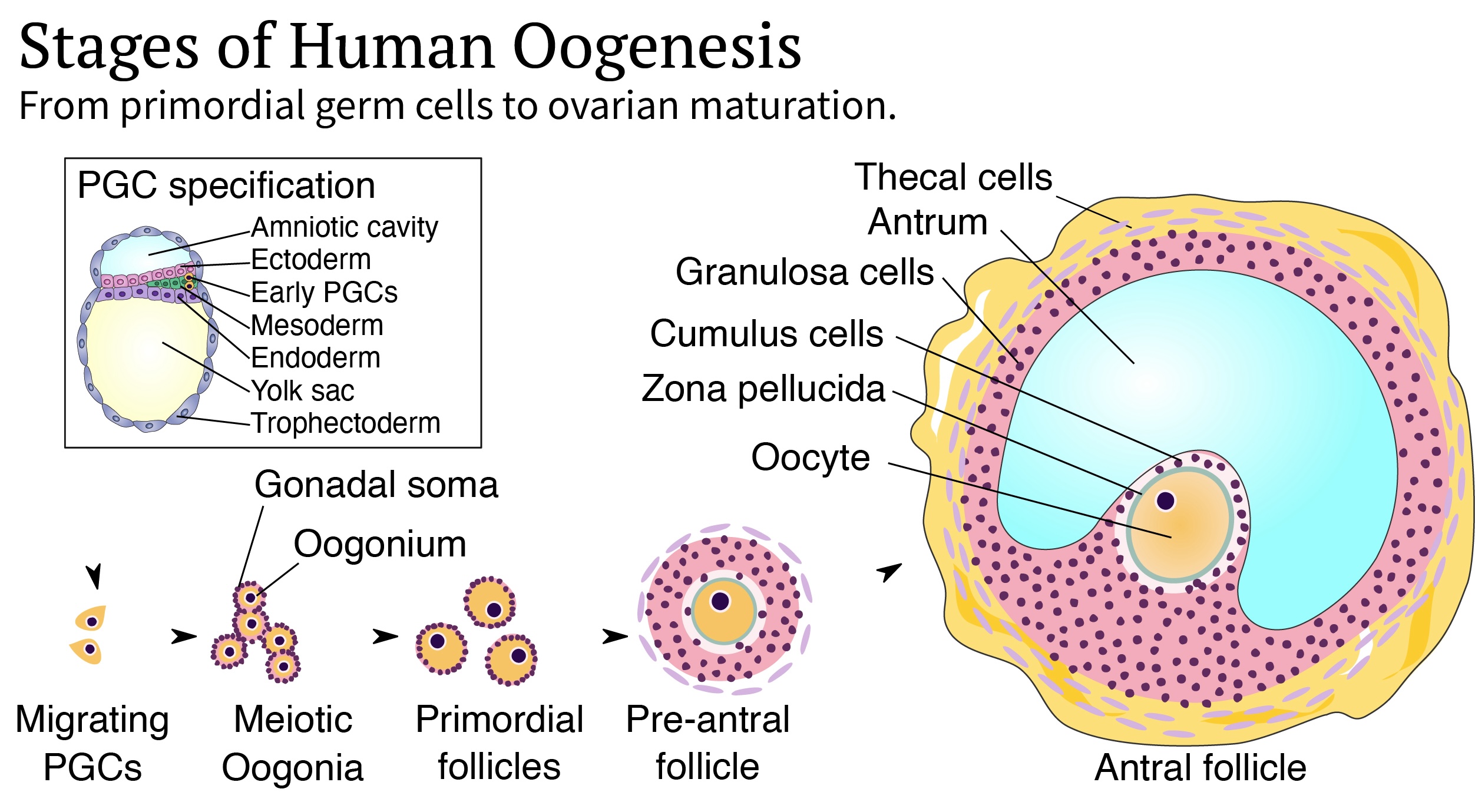 A diagram showing how primordial germ cells migrate into the developing ovary and mature into follicles.