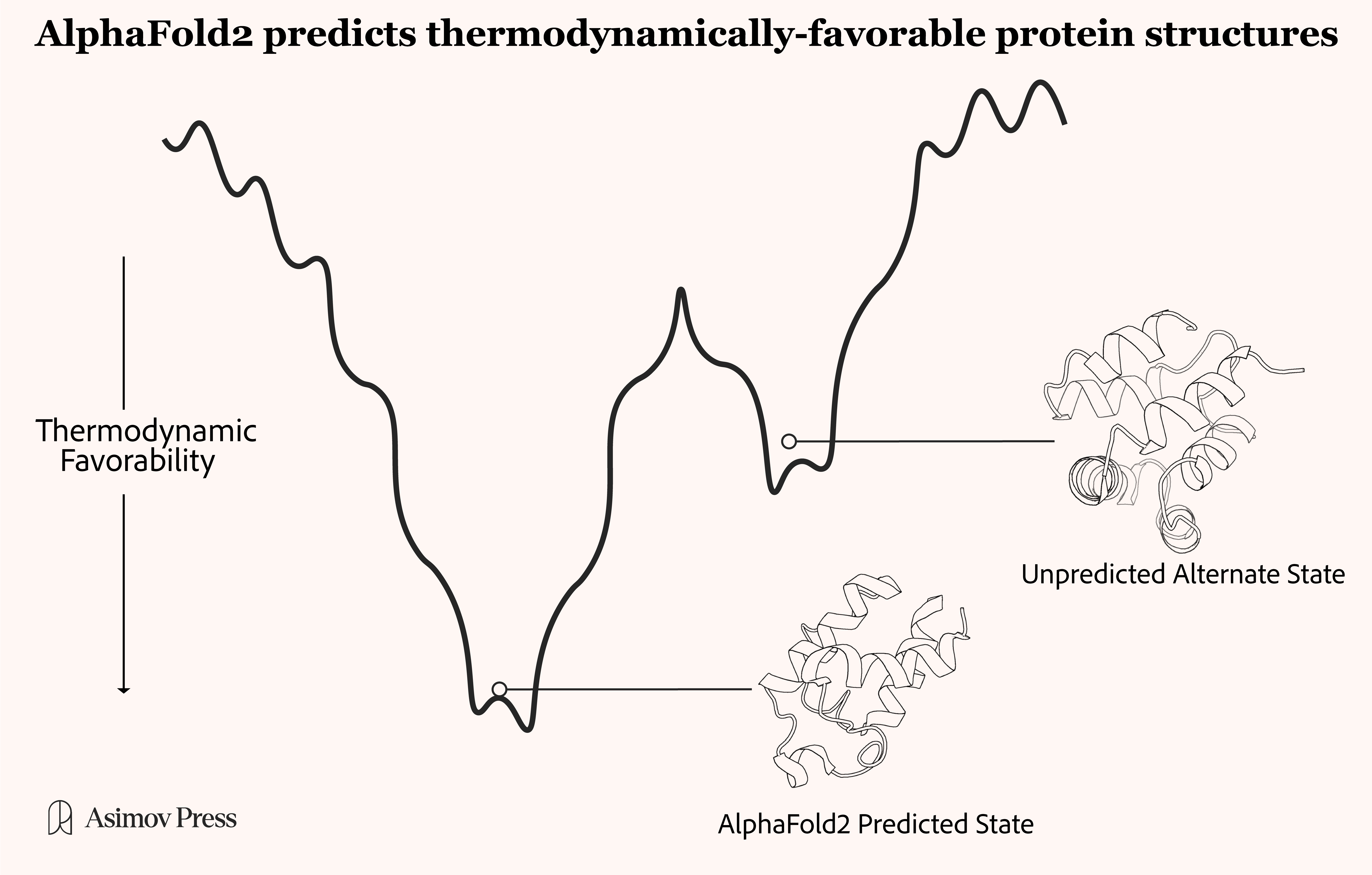 Diagram contrasting the single thermodynamically favorable conformation AlphaFold2 predicts with the range of forms a protein cycles between in a cell.