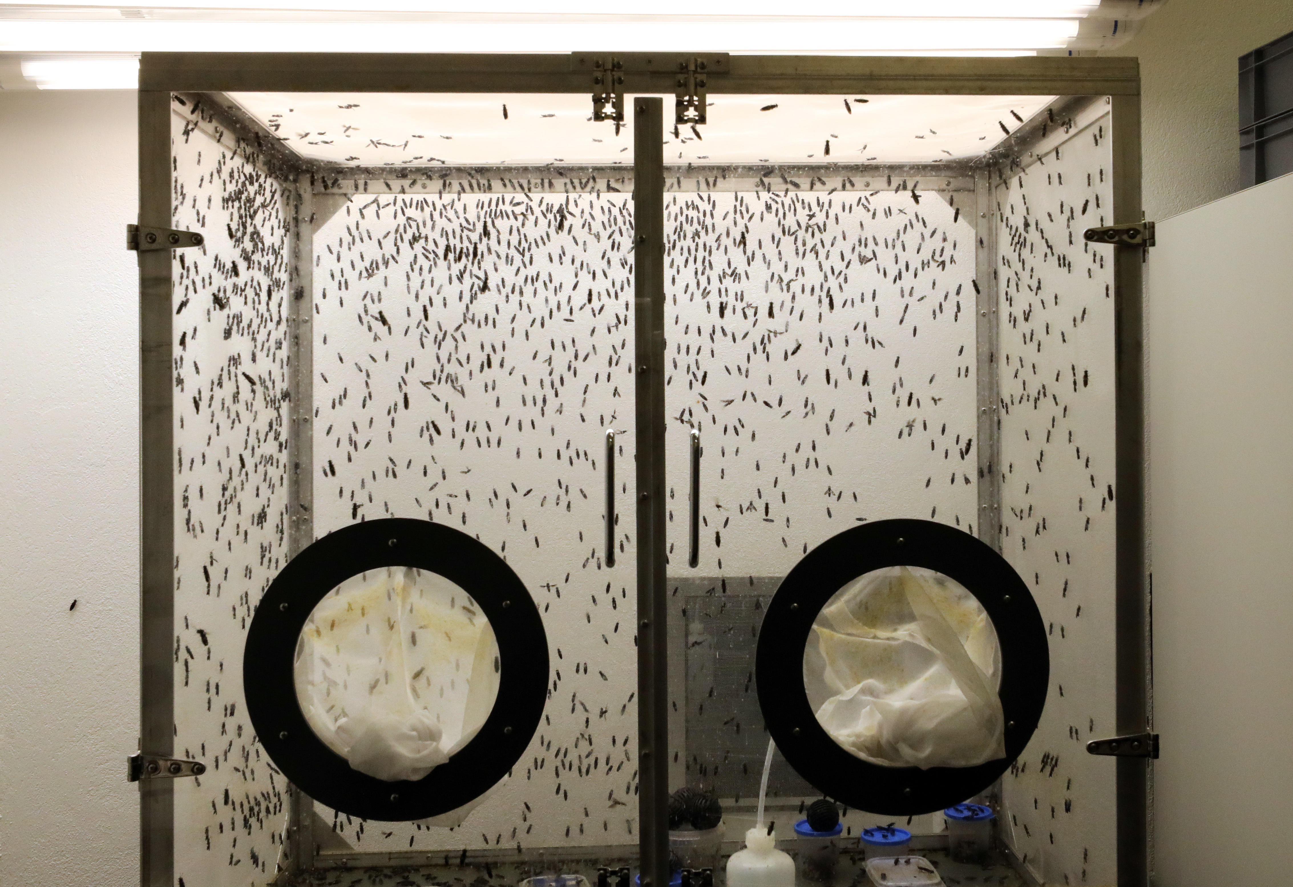 A soldier fly colony at the Leibniz Institute for Farm Animal Biology in Dummerstorf, Germany.