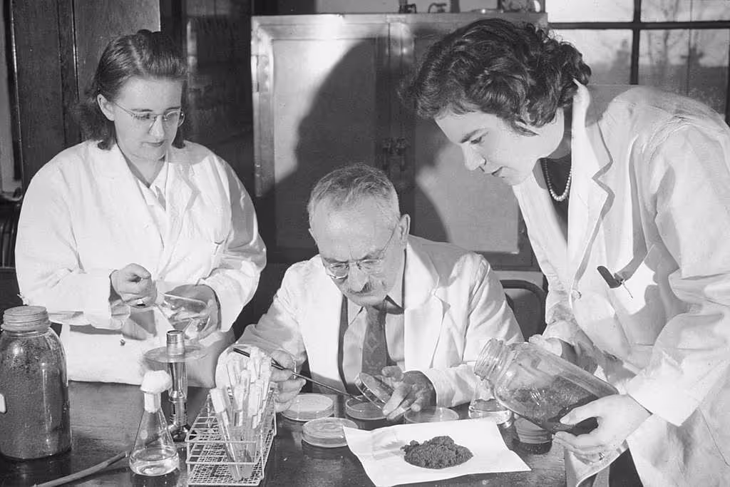 Selman Waksman in his laboratory, sorting through soil samples with two assistants.