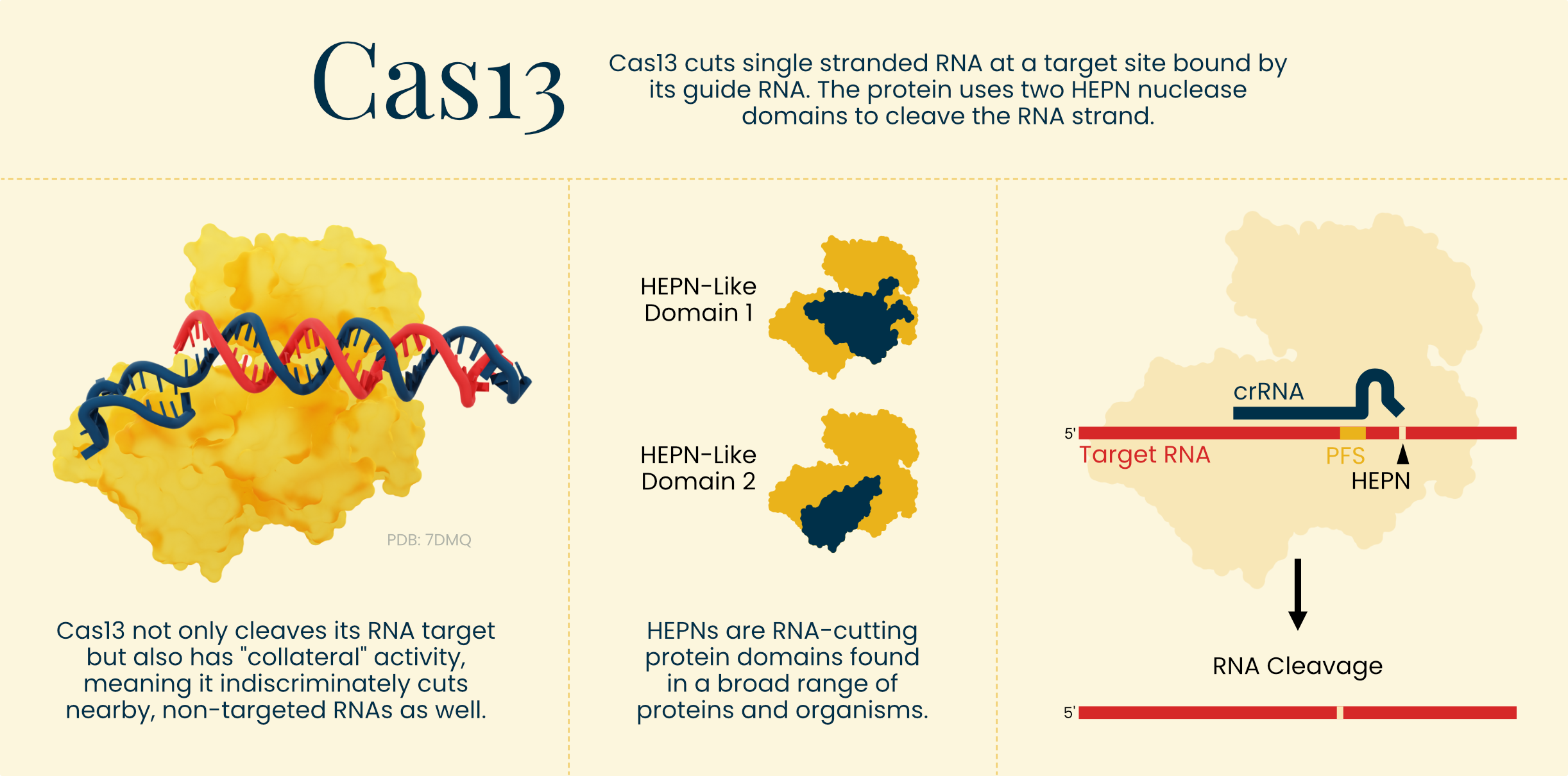 The CRISPR-Cas13 genome editing system.