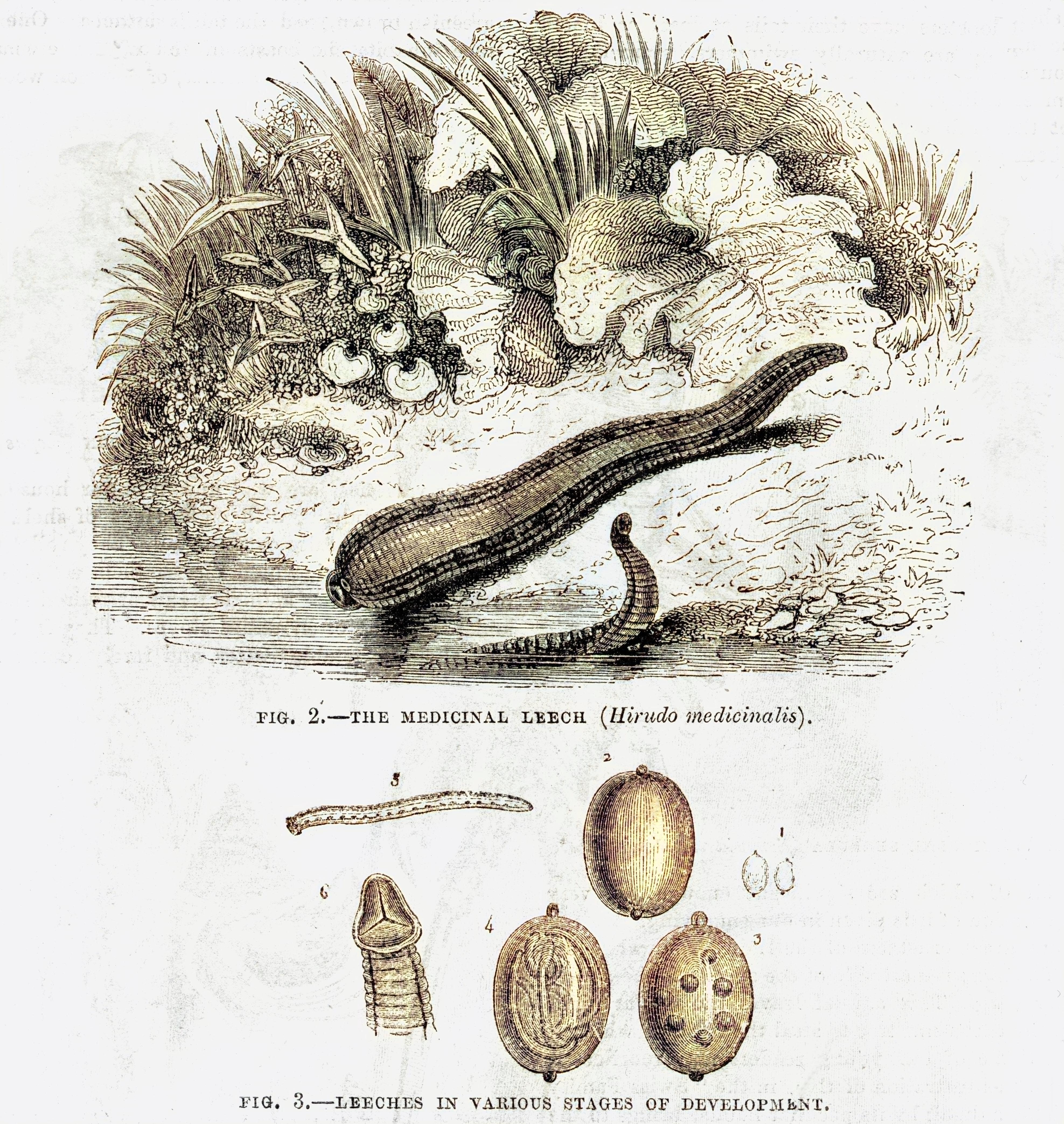 An old book page showing leeches in their natural habitat and various developmental stages.