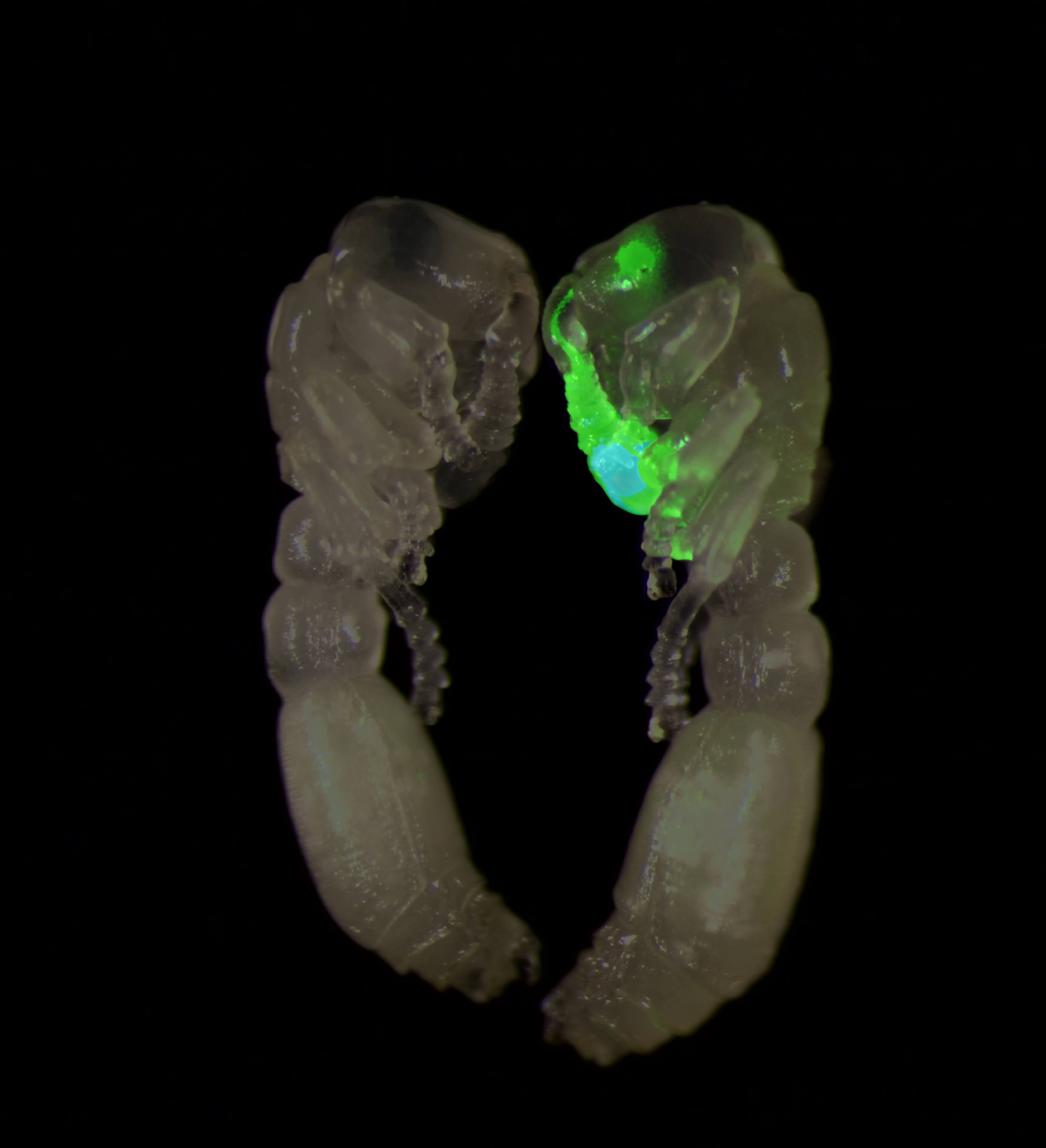 A photo of one transgenic ant pupa expressing GCaMP in its olfactory neurons (right) and one wild-type pupa (left).