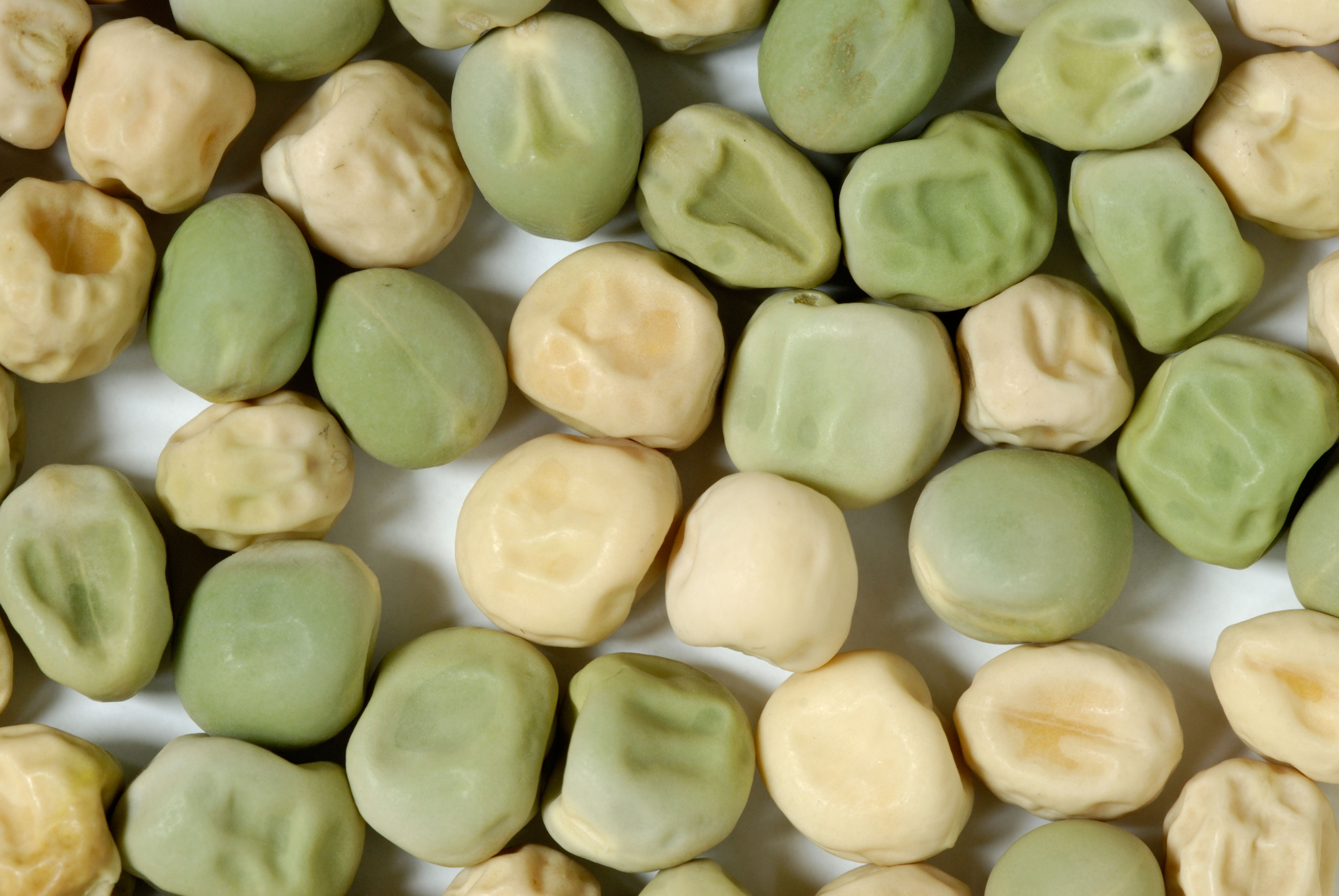 Pea seed colors and shapes, among the first two traits Mendel examined.