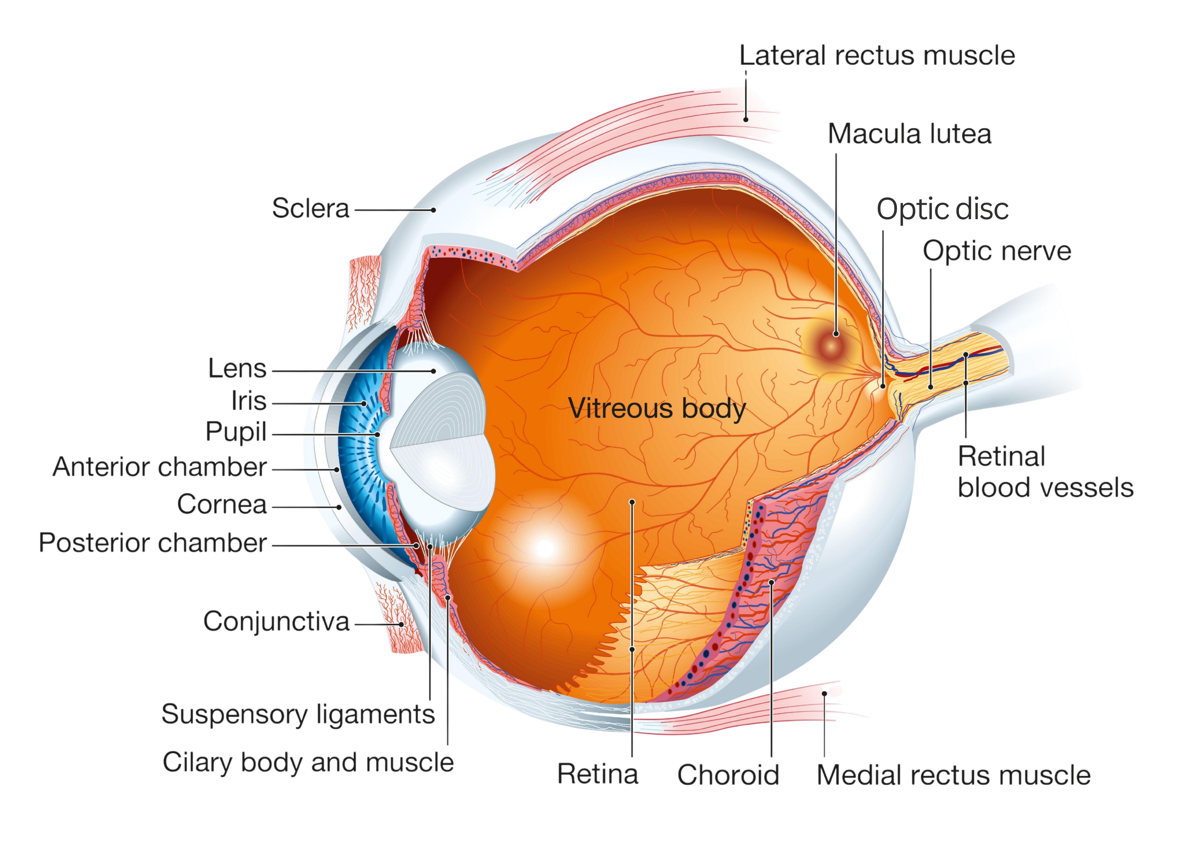A labeled diagram of the anatomy of an eye.
