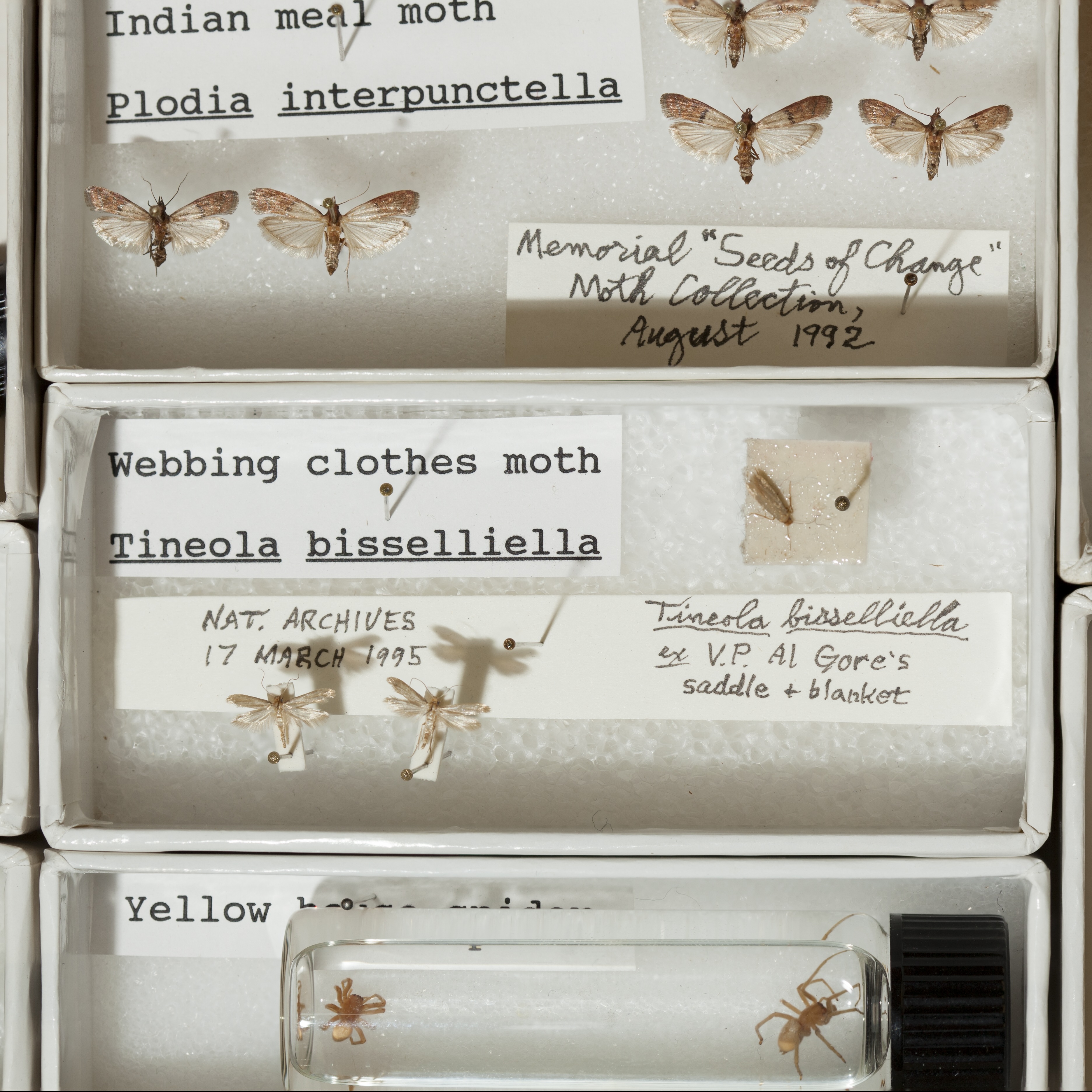 Moths found eating Al Gore's inauguration blanket.
