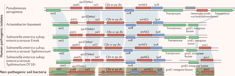 Diagram showing the same resistance genes present in both human pathogens and non-pathogenic soil bacteria.