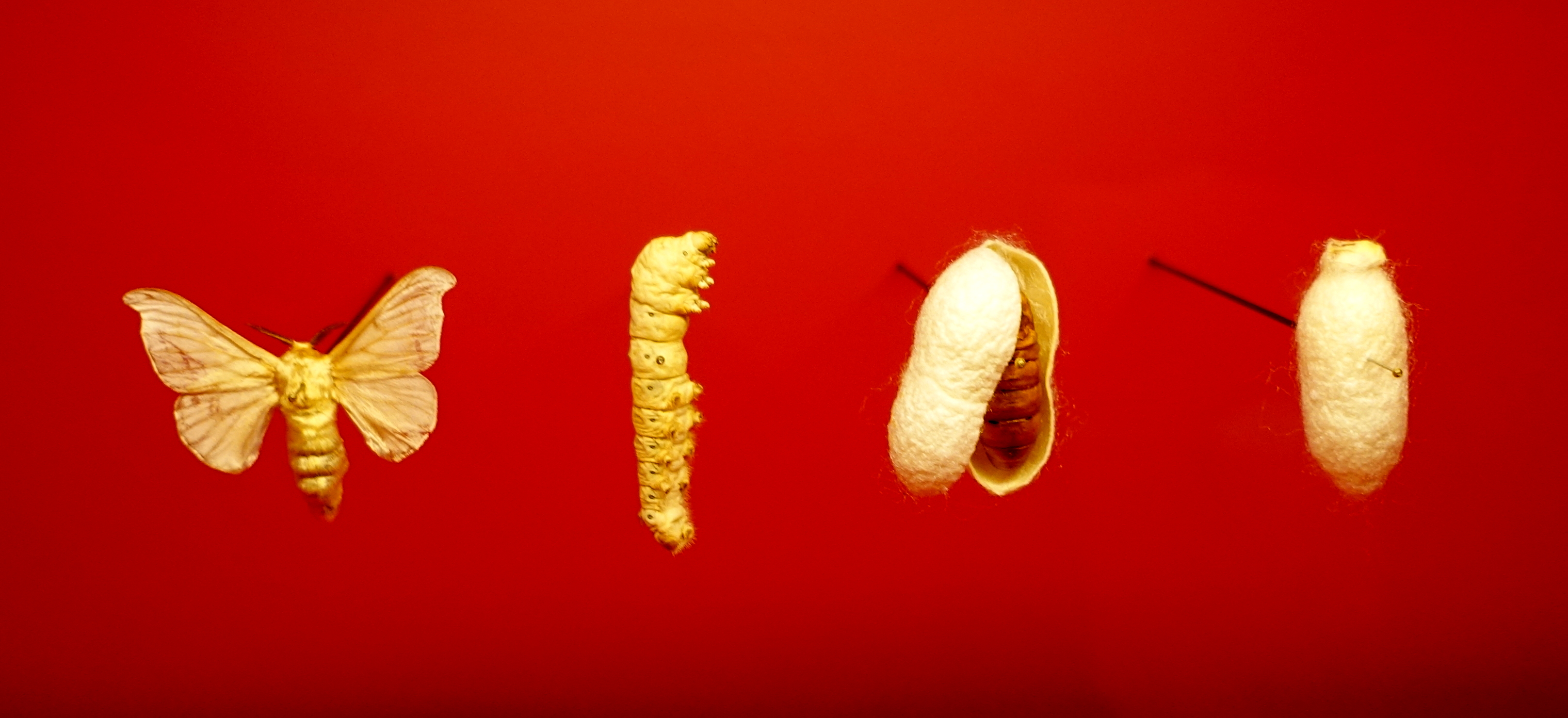 Developmental stages of Bombyx mori.