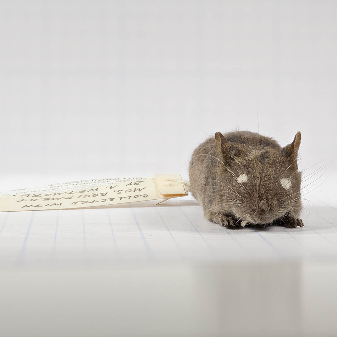 Mouse caught in a mousetrap in the Smithsonian.