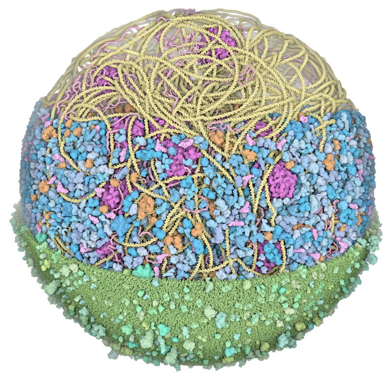 A 3D whole-cell model of a Mycoplasma bacterium showing densely packed molecules.