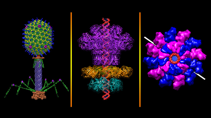 A molecular structure of bacteriophage T4 assembled from each of the phage's 2,000 proteins into a three-dimensional model.