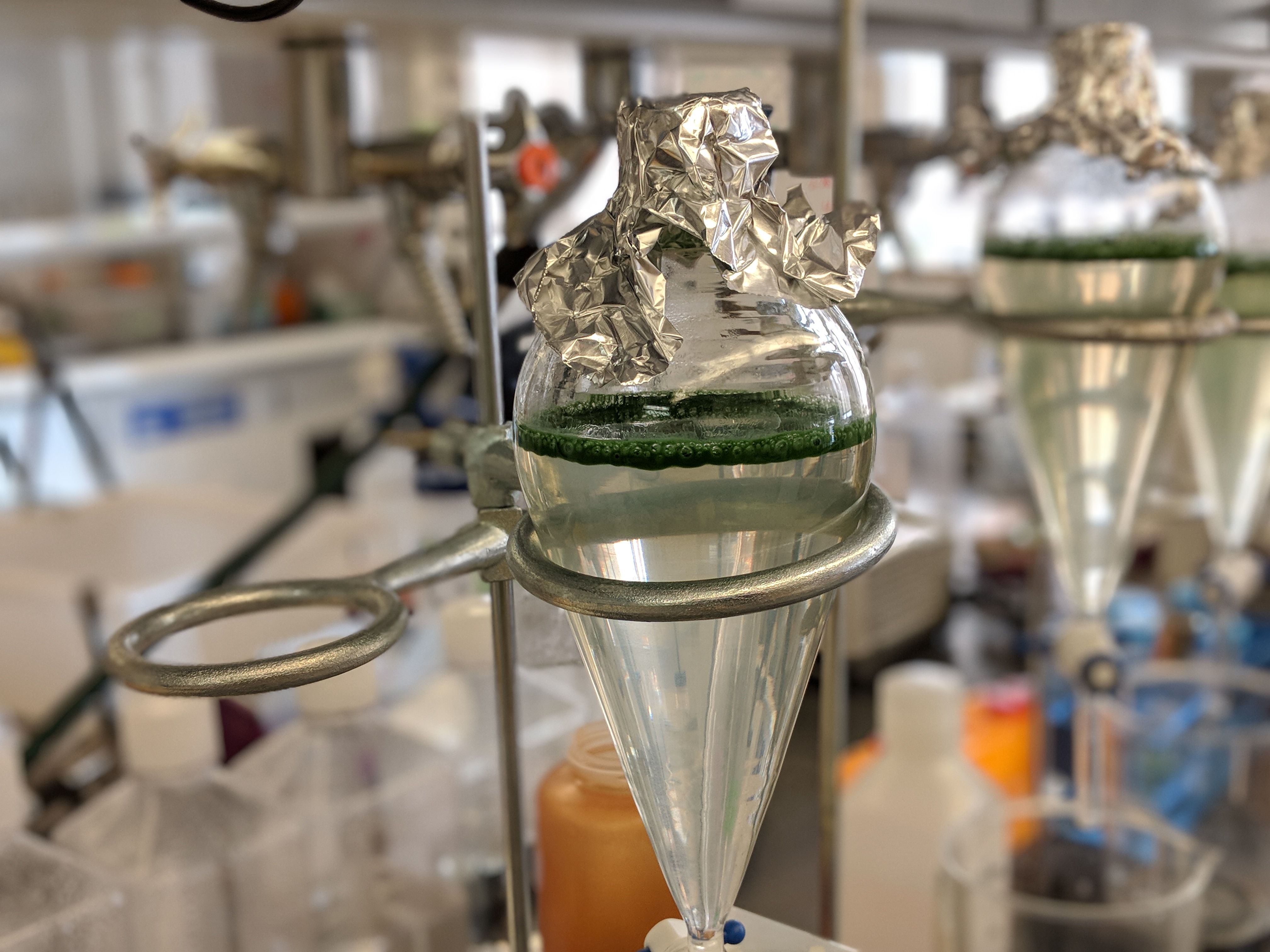 Cyanobacteria make gas vesicles and float to the top of their containers.