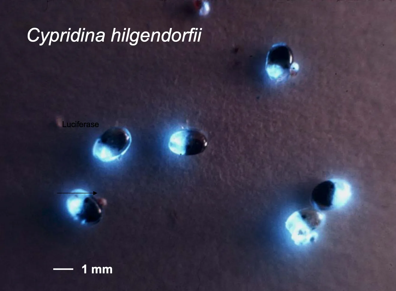 Bioluminescence from Cypridina.