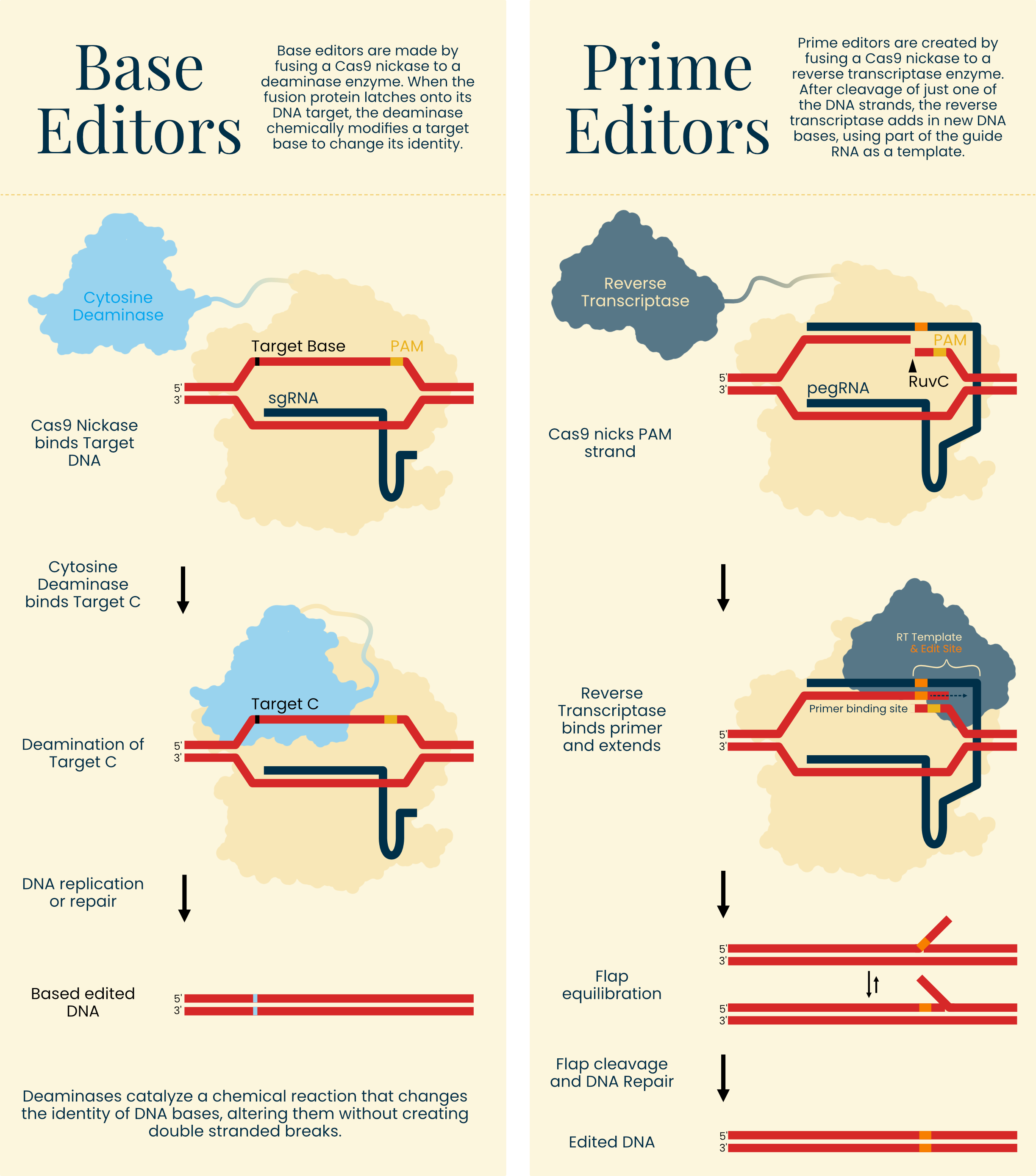 The base editing system.