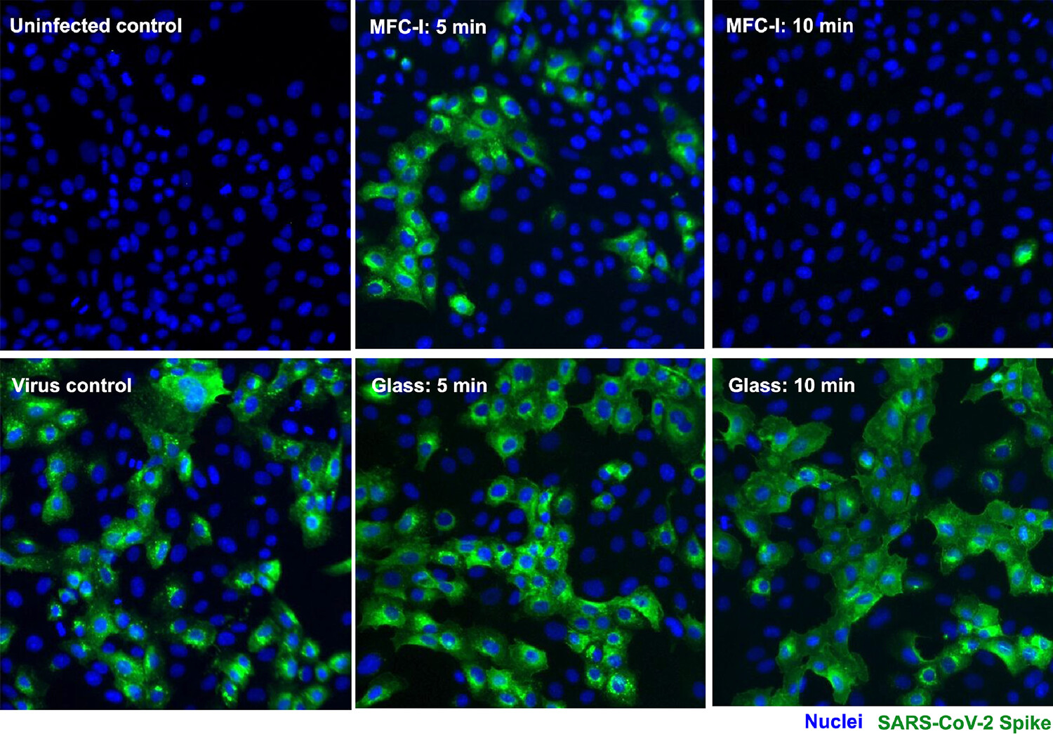 A thin film of cellulose coated onto glass kills cells infected with SARS-CoV-2 spike protein.