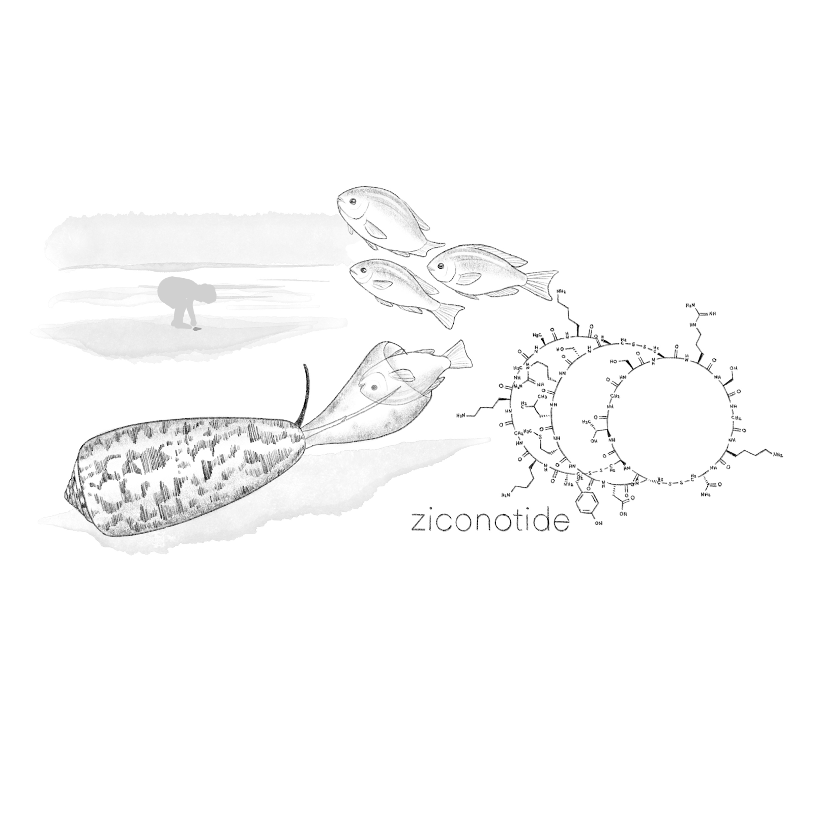 Molecular structure of Ziconotide, a pain inhibitor derived from cone snail venom.