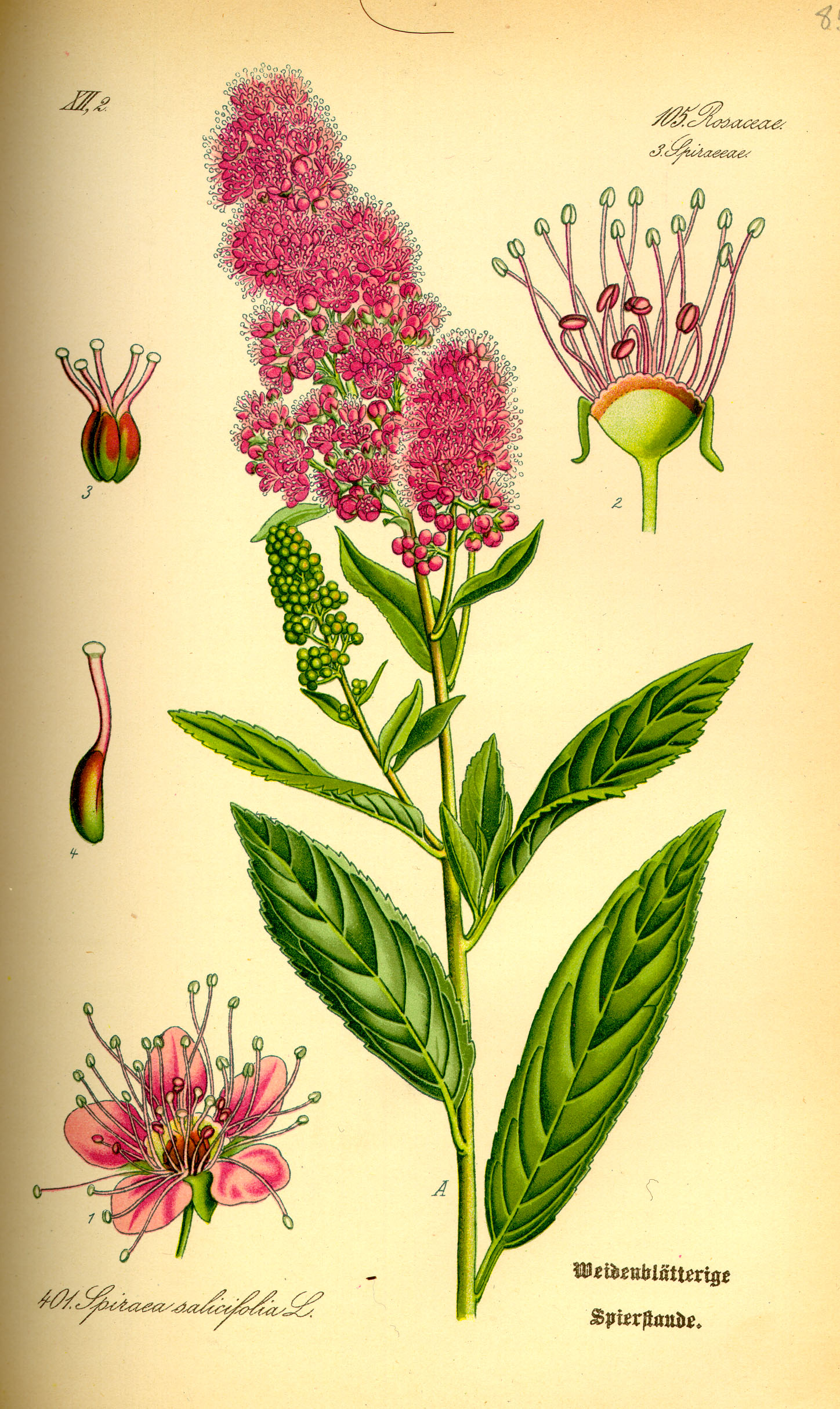 Botanical sketch of the leaves and flowers of Meadowsweet, Spiraea alba.