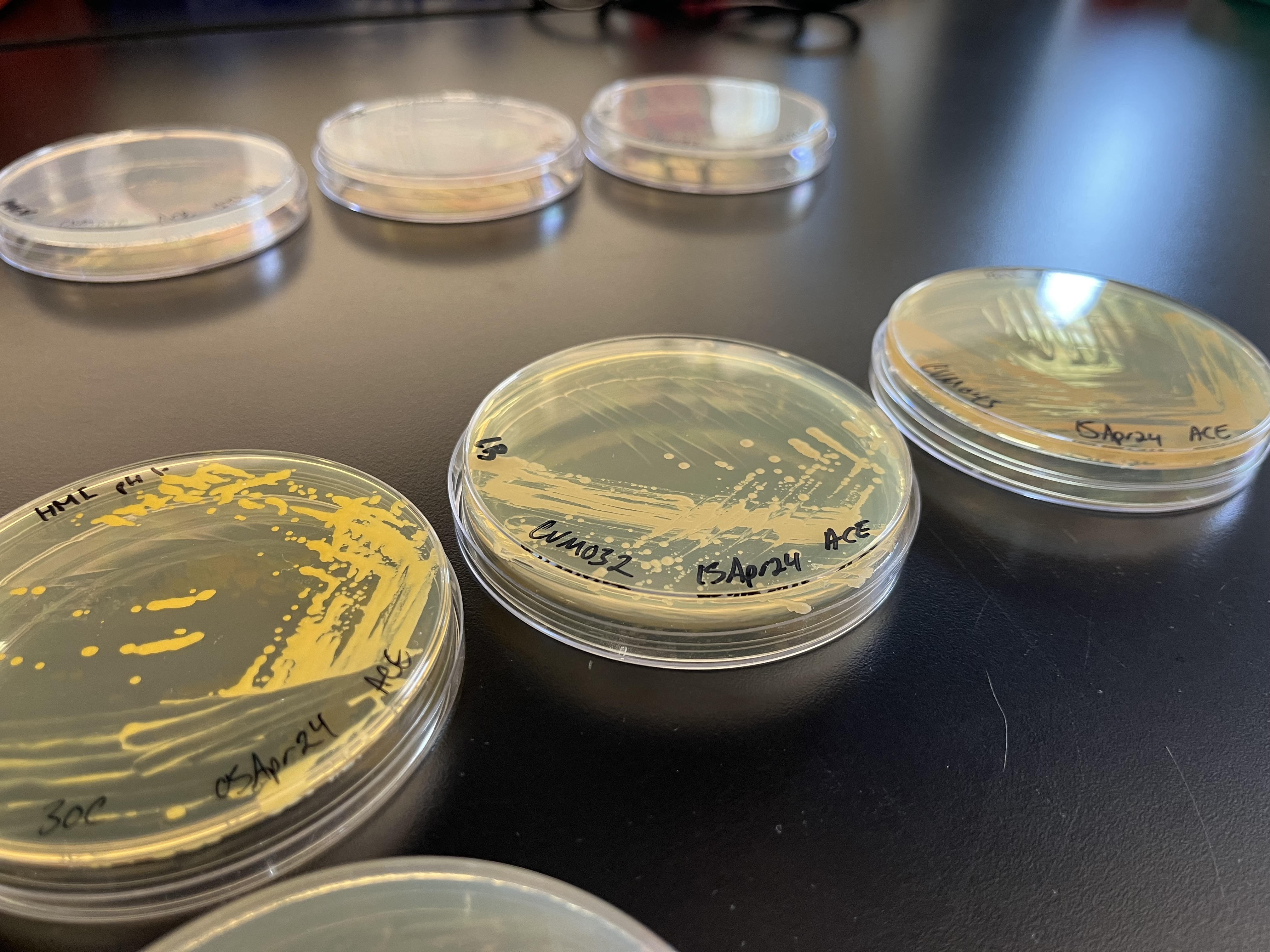 Extremophiles streaked on agar plates in the Cultivarium laboratory.