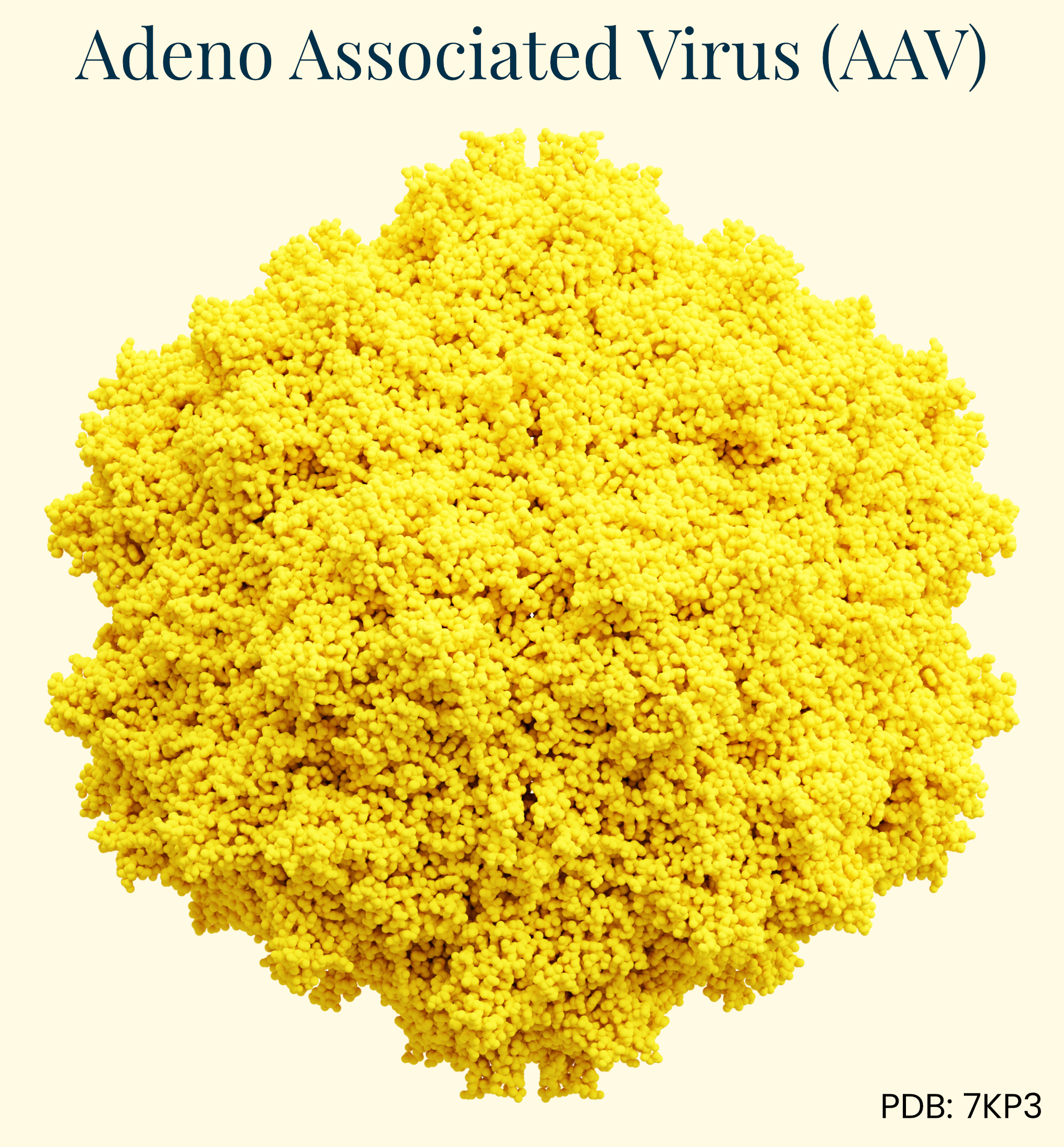 An illustration of the adeno-associated virus (AAV) delivery vector.
