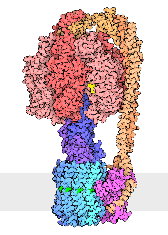 An animation of ATP synthase shown in multiple conformations.
