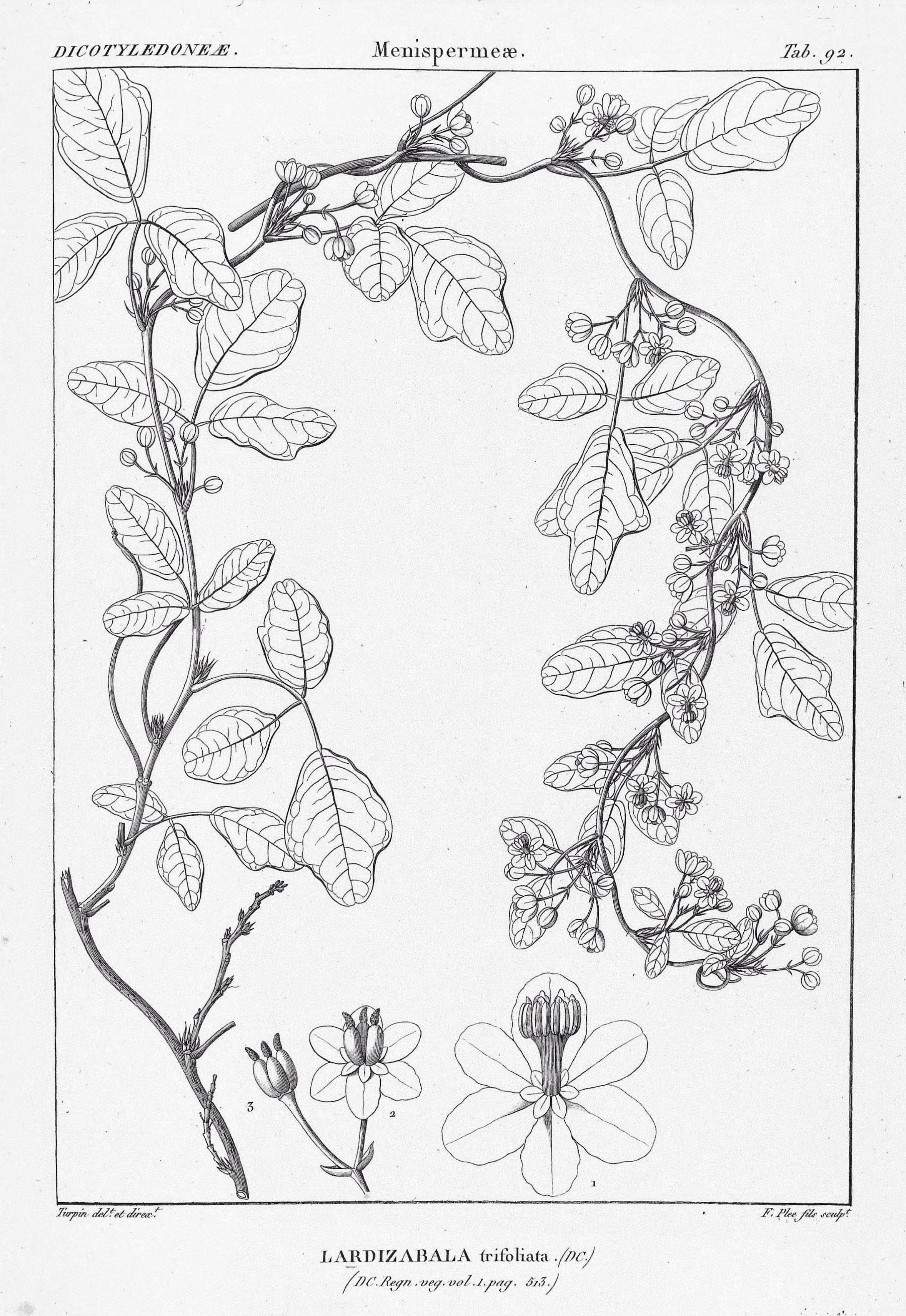 A drawing of Boquila trifoliolata by French botanist Pierre Jean François Turpin (ca. 1820).