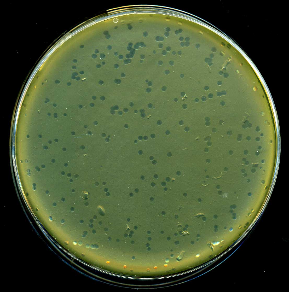 Bacteria coated onto an agar plate with clear circles where phages have infected and lysed the cells.