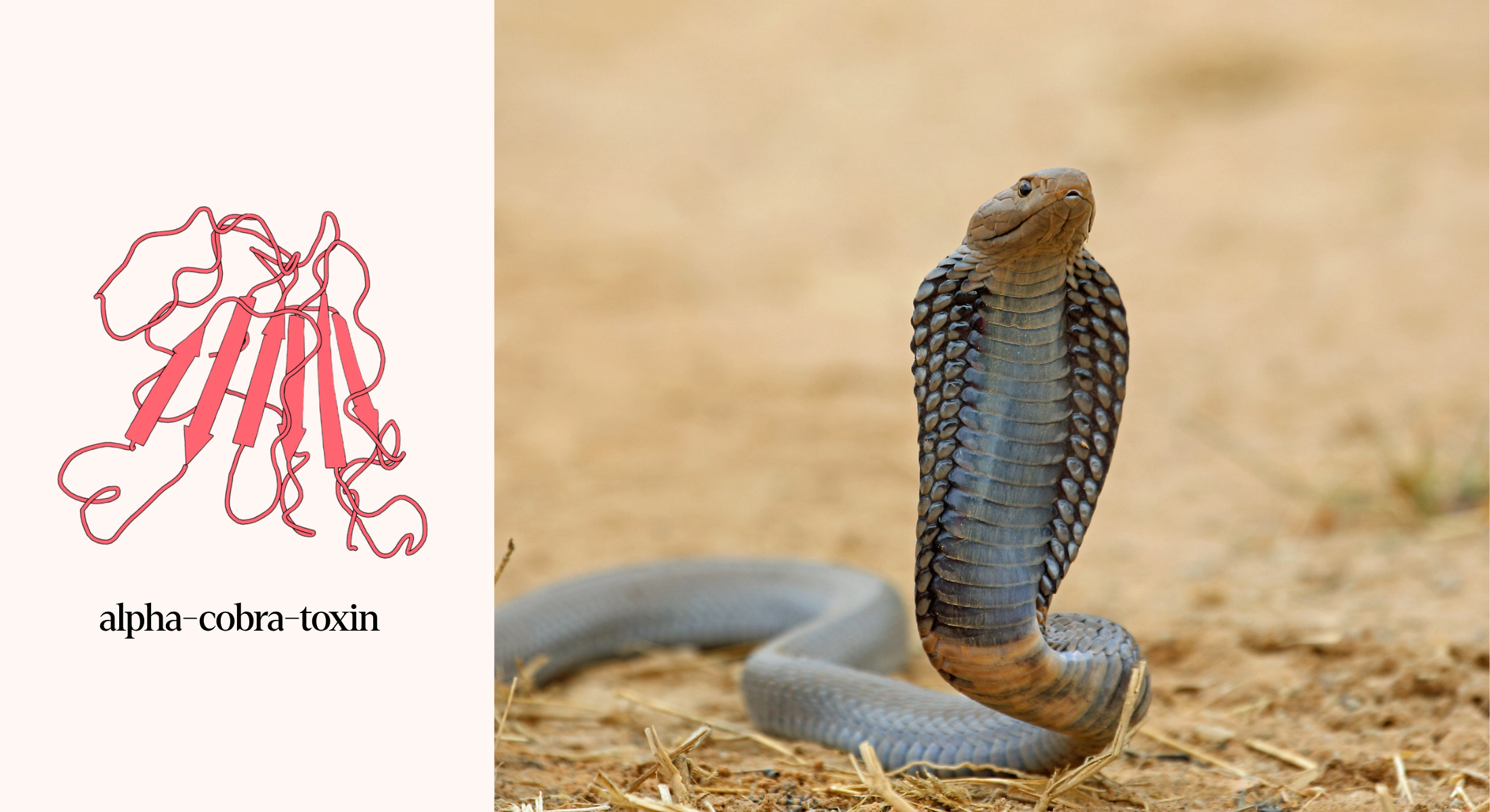 Molecular structure of alpha-cobra-toxin, a neurotoxin from the Black-necked Spitting Cobra.