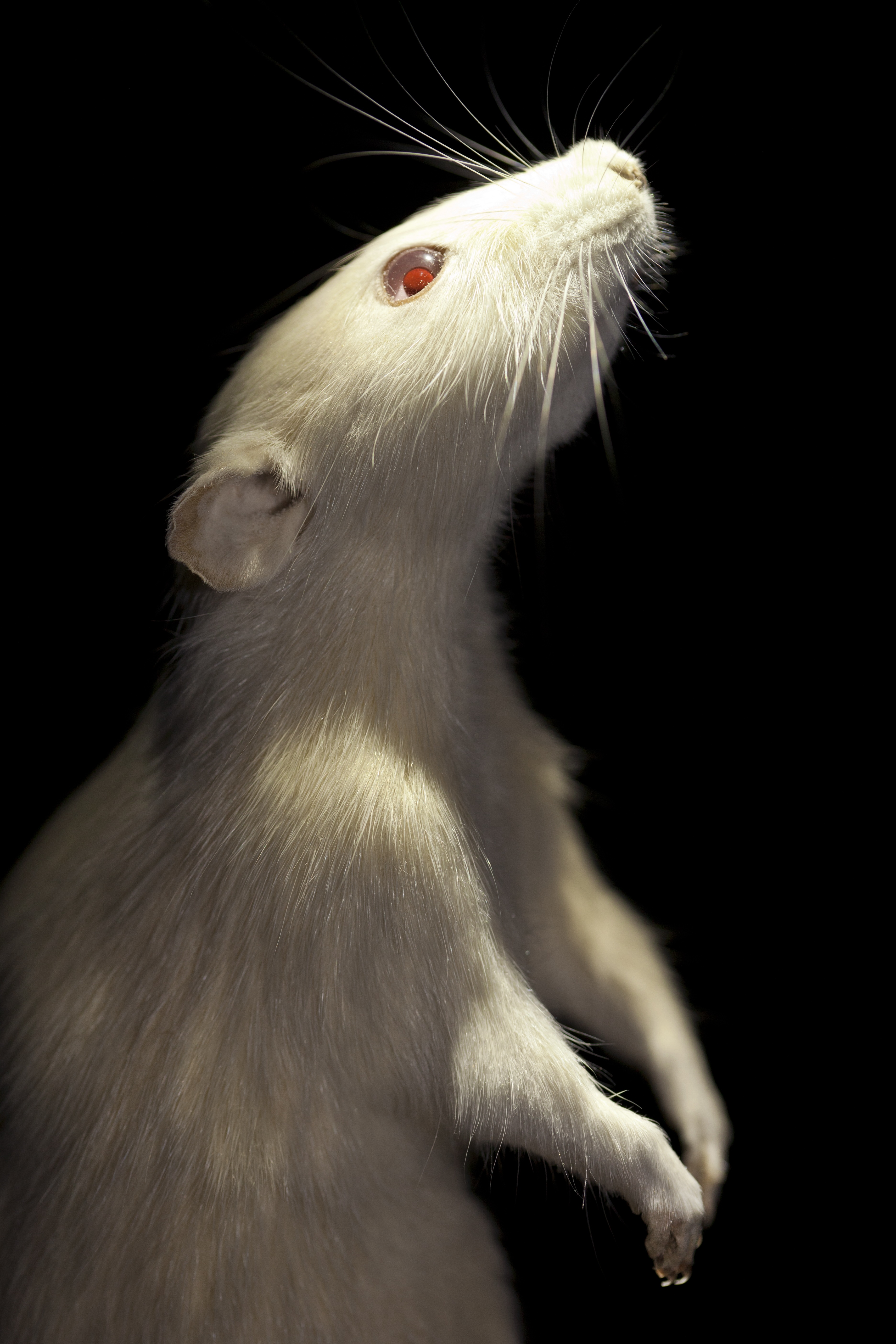 A taxidermied hairless rat behind glass at the Center for PostNatural History.
