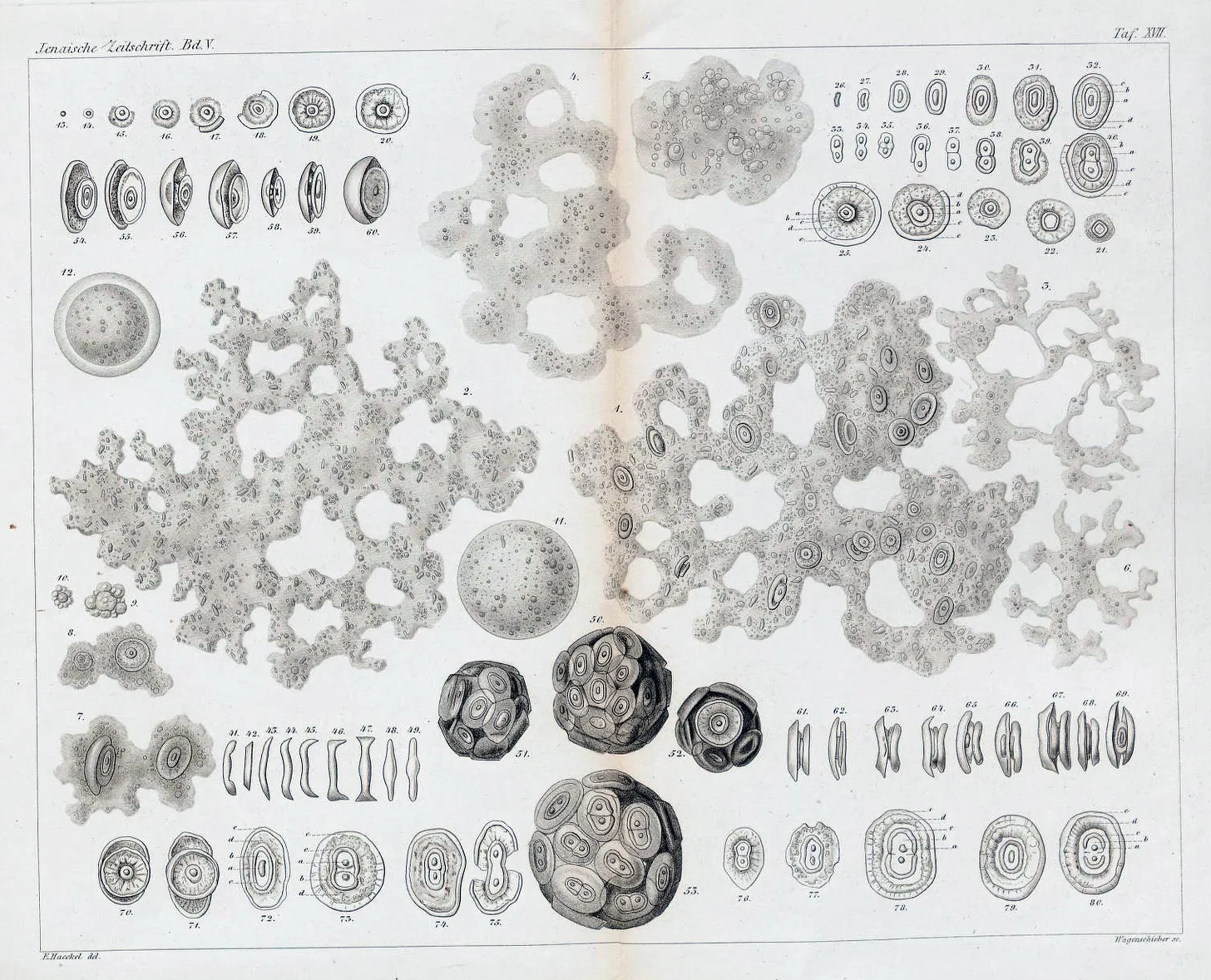 An 1870 illustration by Ernst Haeckel of the primordial ocean slime, or Urschleim.