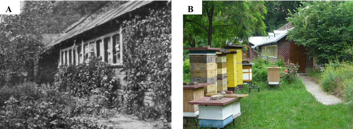 Mendel's apiary in 1909 (left) and in recent years (right).